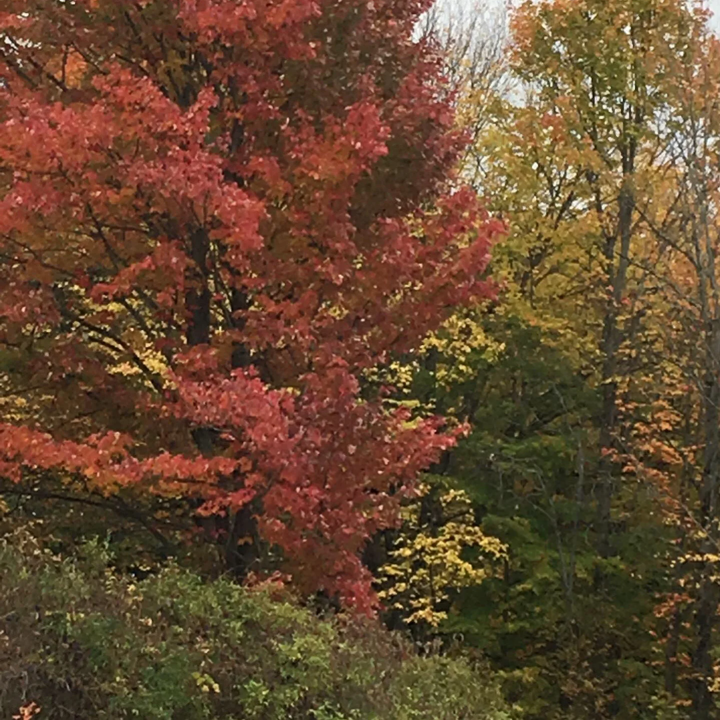 this changed into leaflessness in these weeks