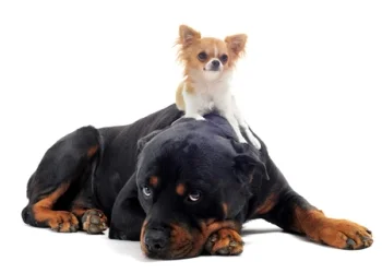 big_dog_small_dog_re.jpg