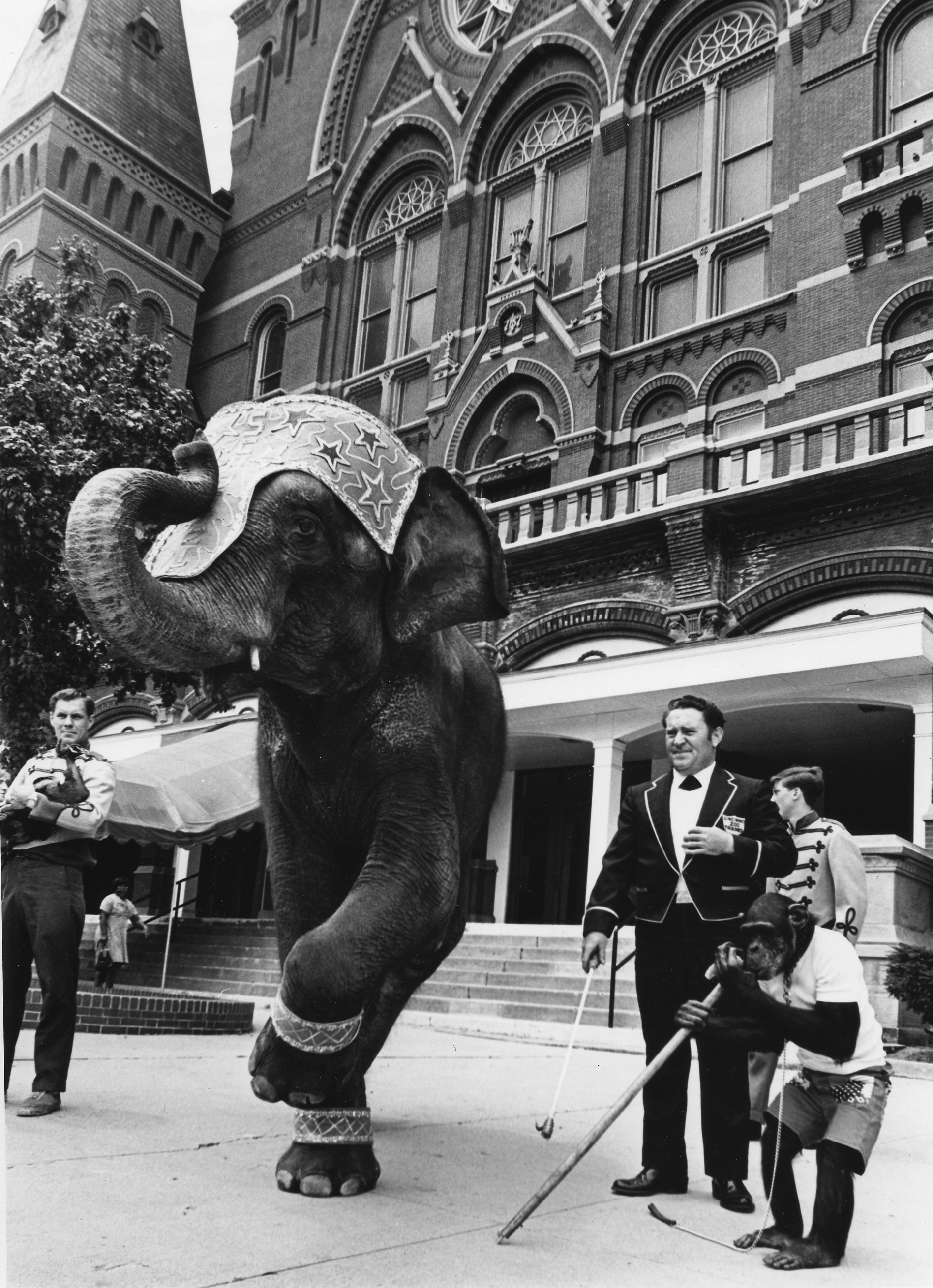  In 1972, the company moved its season to Cincinnati Music Hall. The spectacular opening production of  Mefistofele  was followed by the comic opera  Die Fledermaus . As a salute to Cincinnati Opera’s former home, the Cincinnati Zoo,  Die Fledermaus 