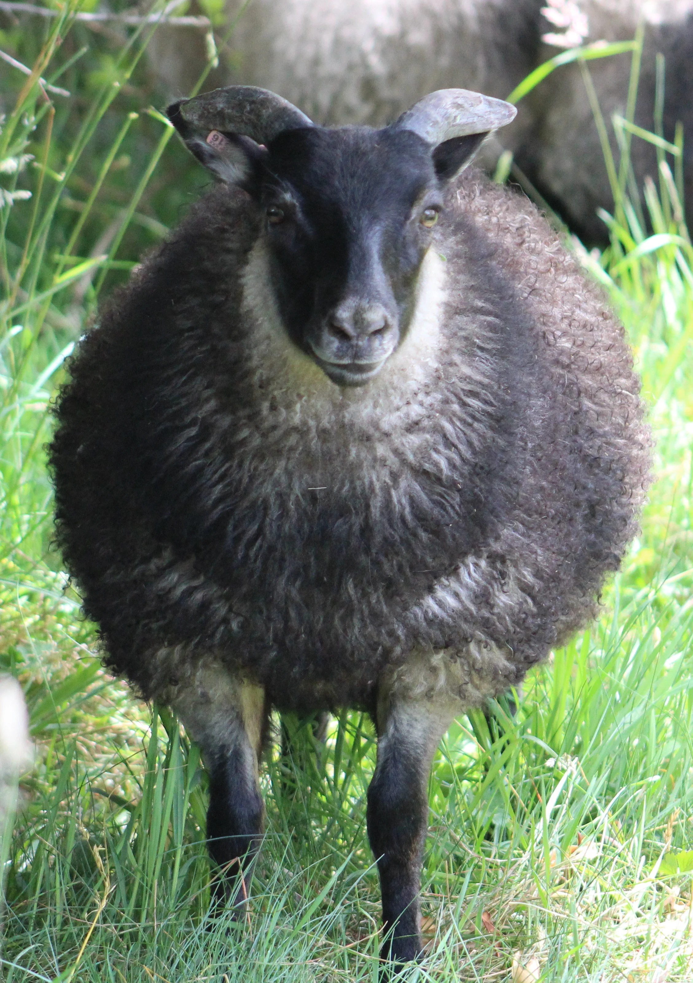 N2516 Etnas ewe lamb .JPG