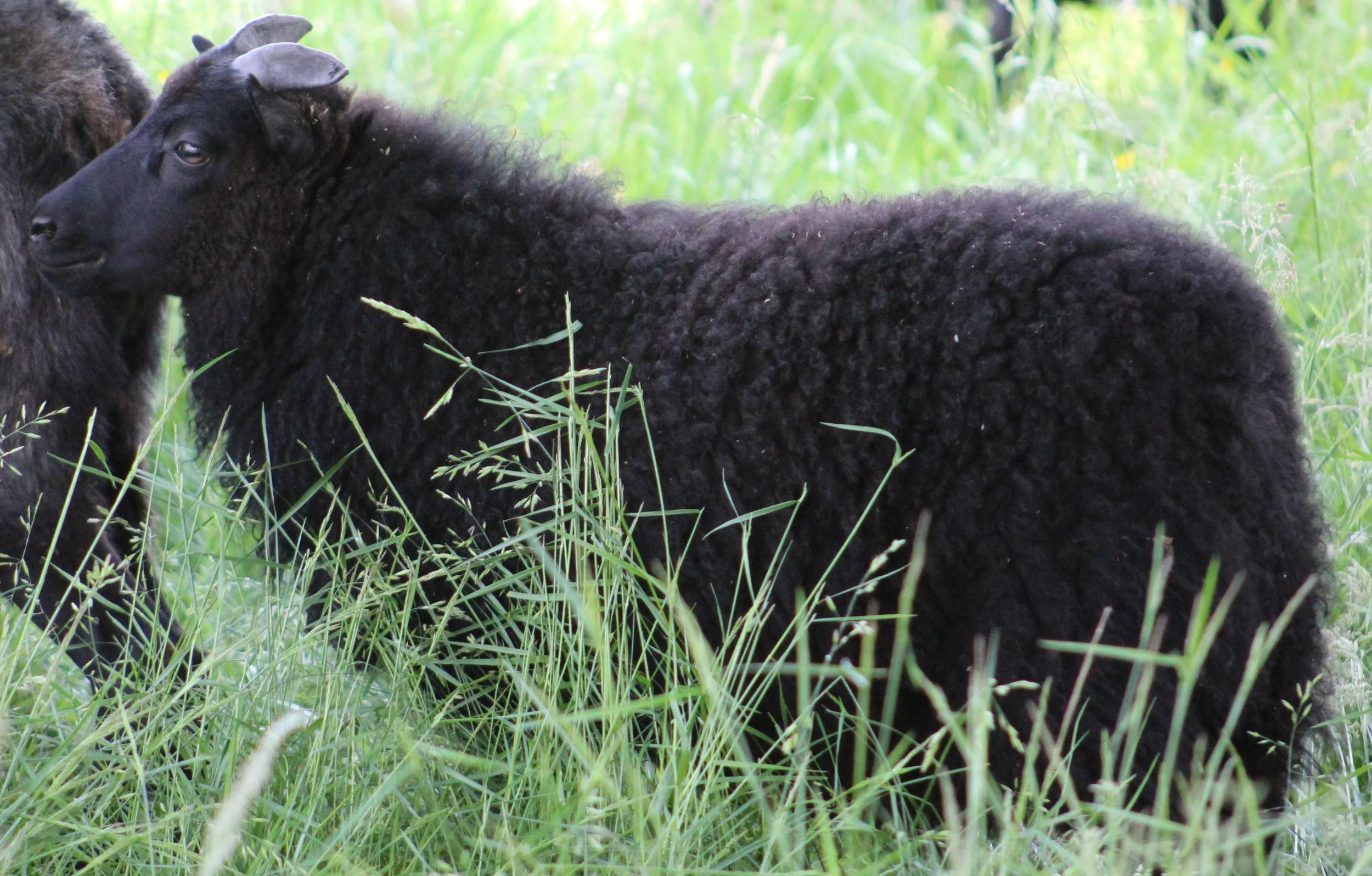 N2518 side aamas ewe .JPG