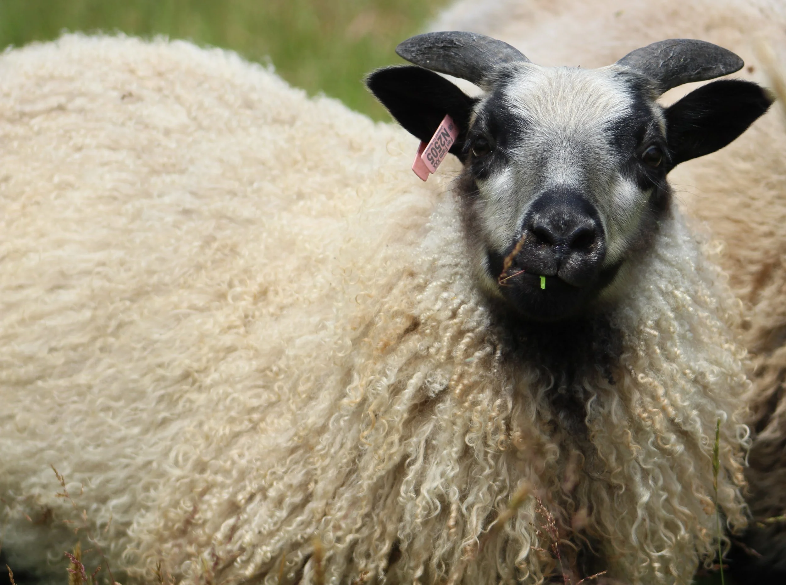 N2505 kulshans ewe lamb .JPG