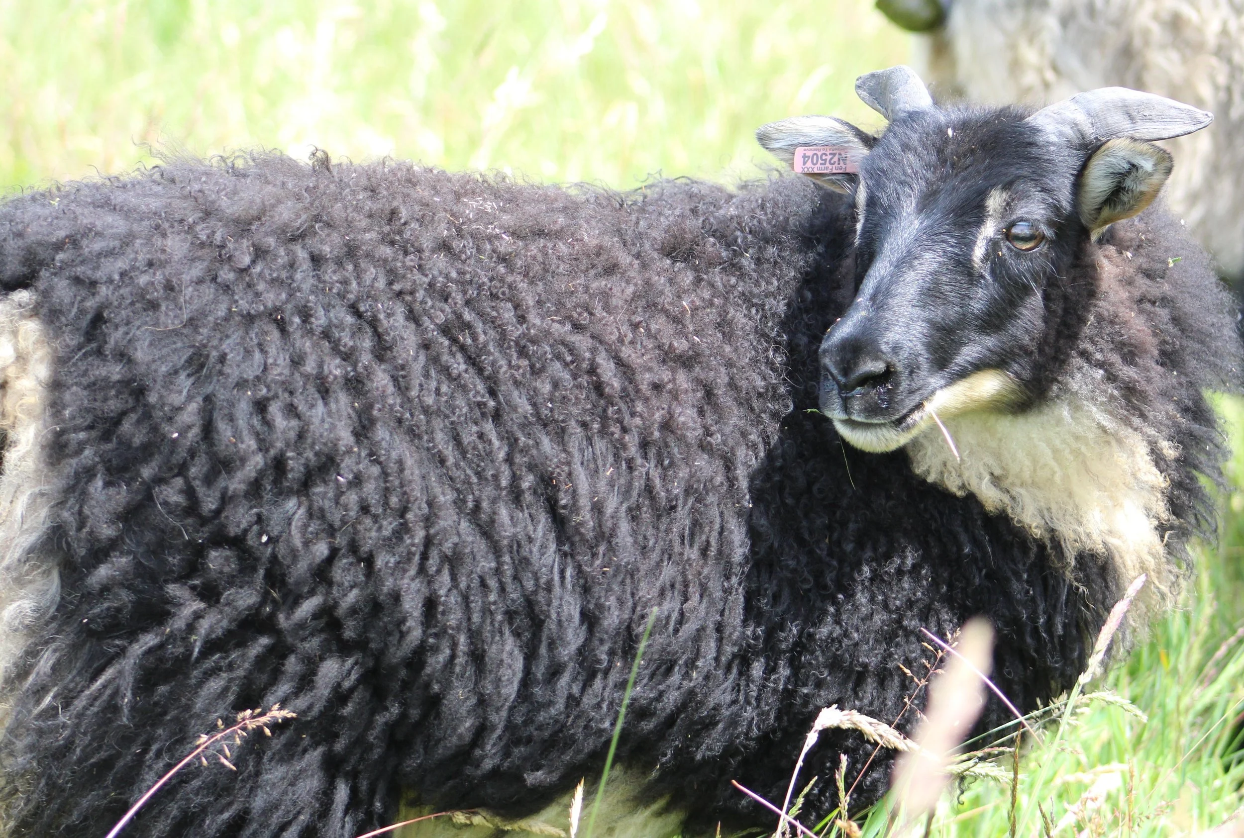 N2504 poppey three .JPG