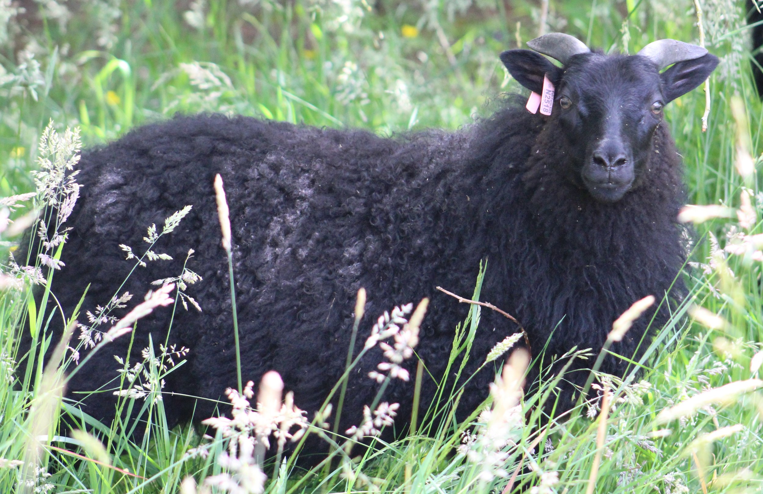 N2518 Aamas ewe lamb black .JPG