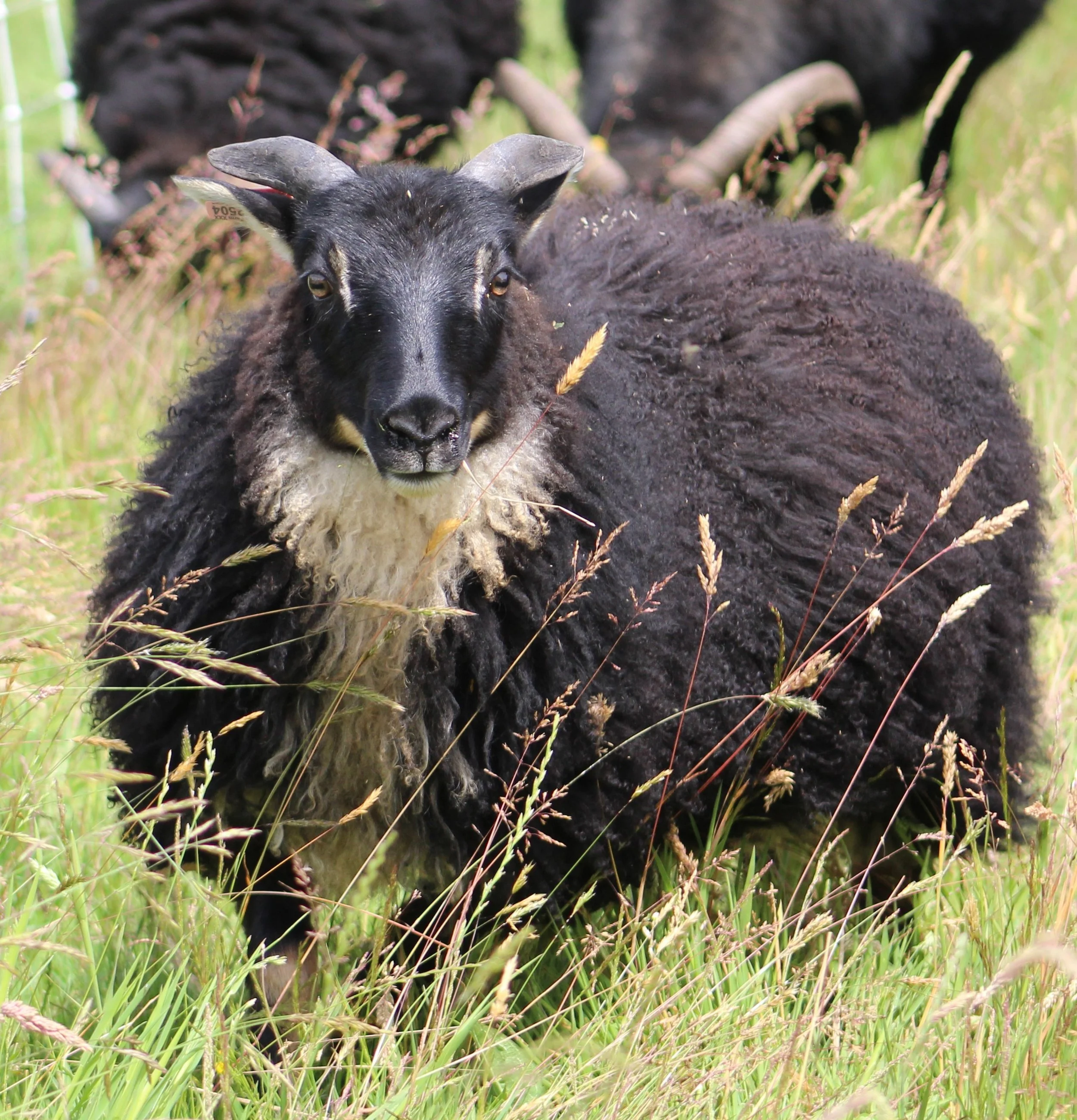 N2504 poppey two.JPG