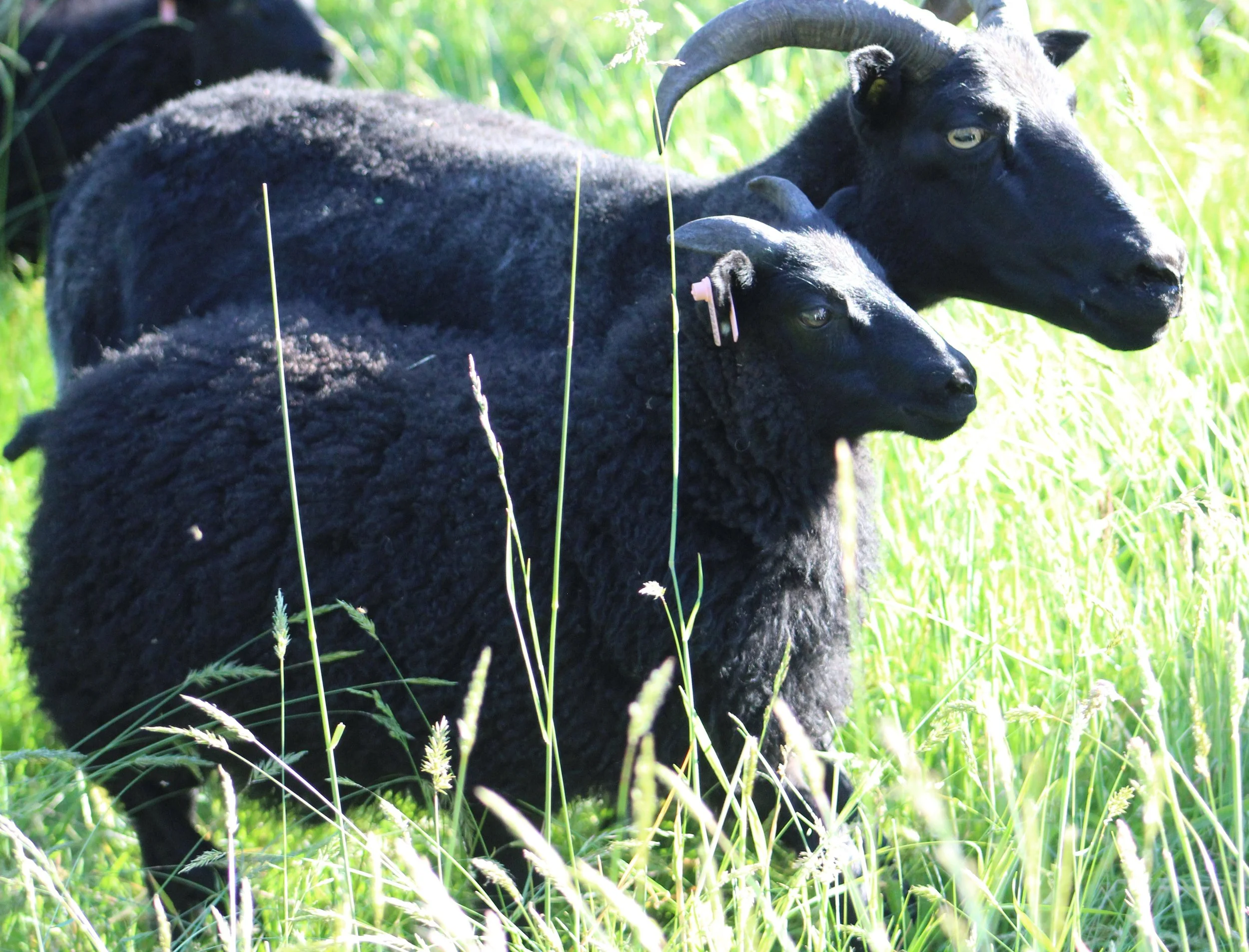 OO65 ewe lamb with mom .JPG