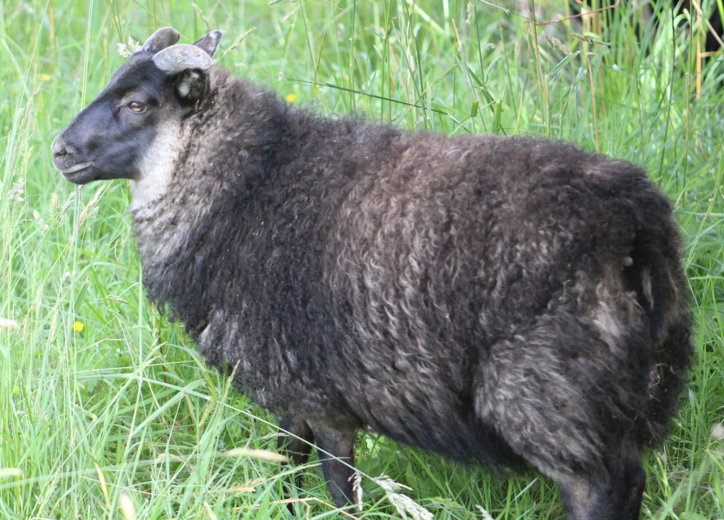 N2516 Etnas ewe lamb side .JPG