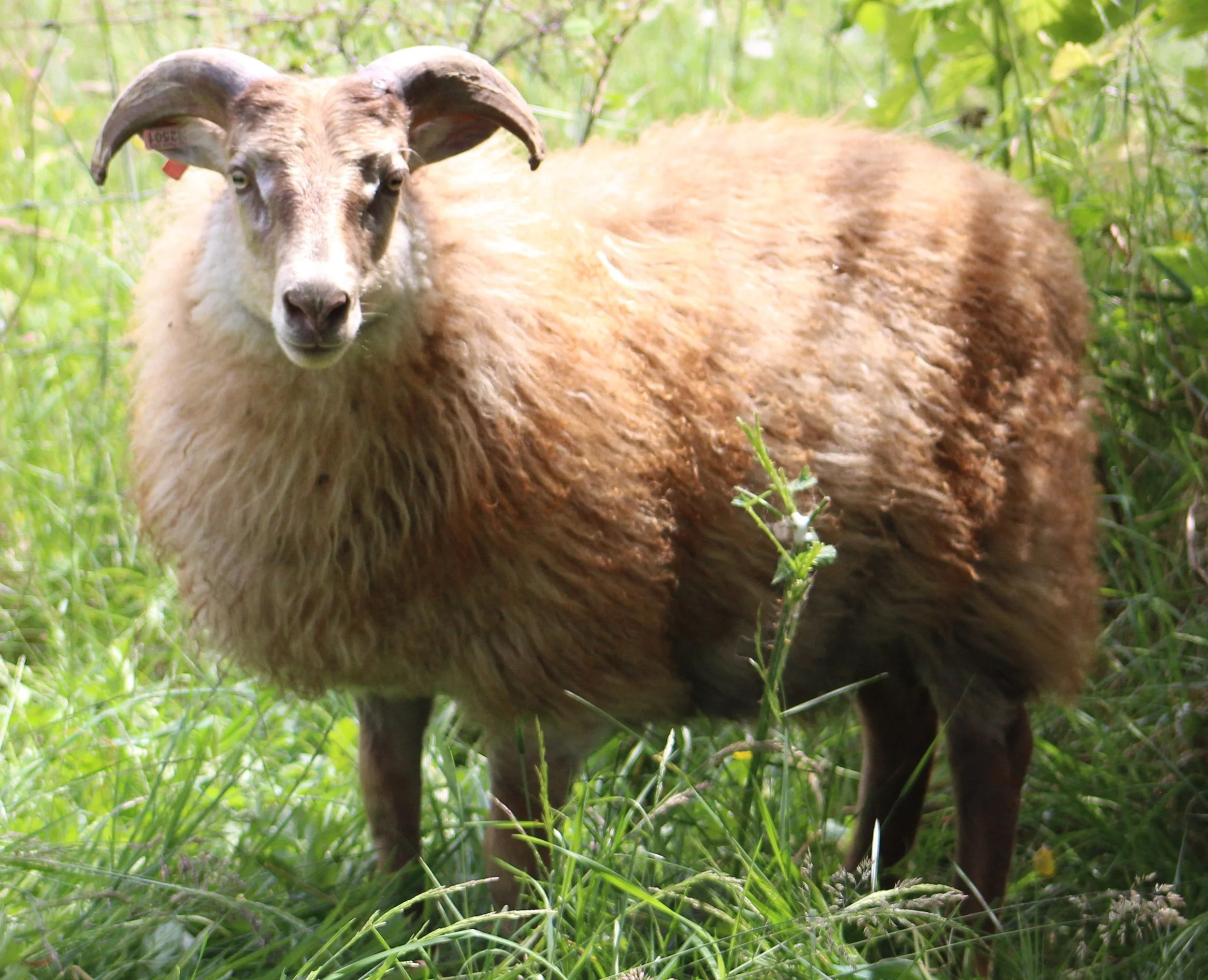 N2501 best pic oomas ram.JPG