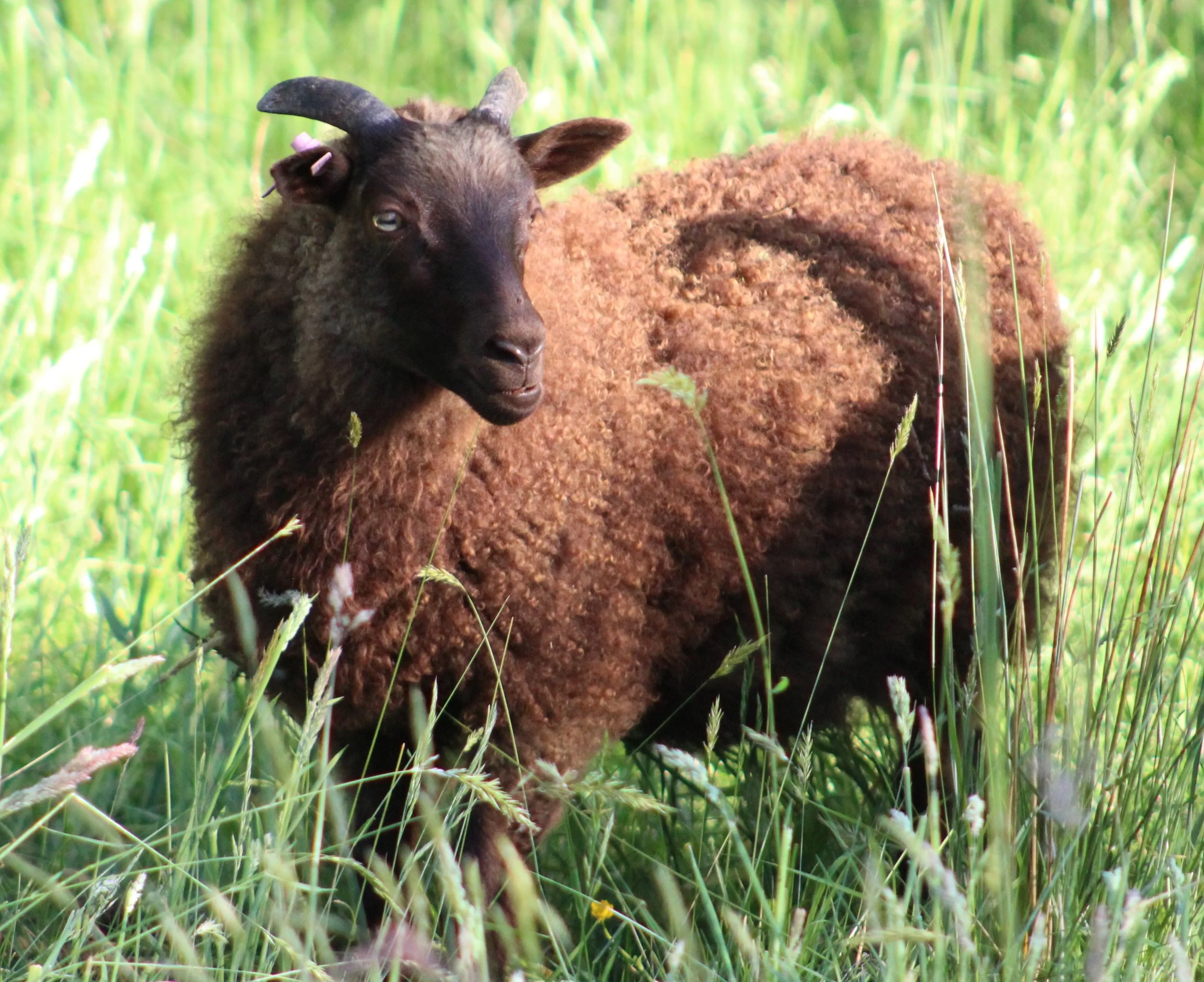 oomas ewe lamb N2502.JPG