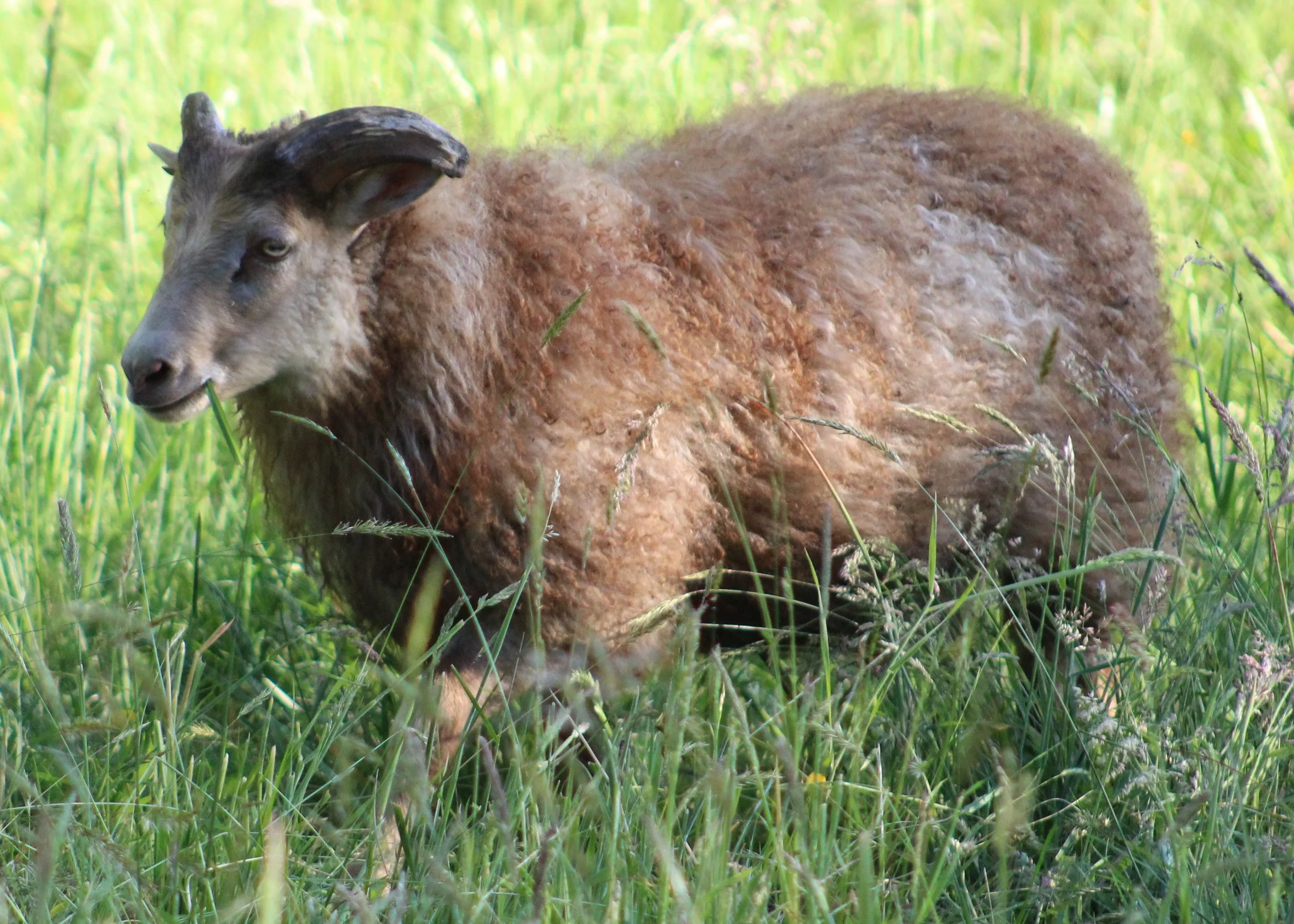 N2501 Oomas ram lamb.JPG