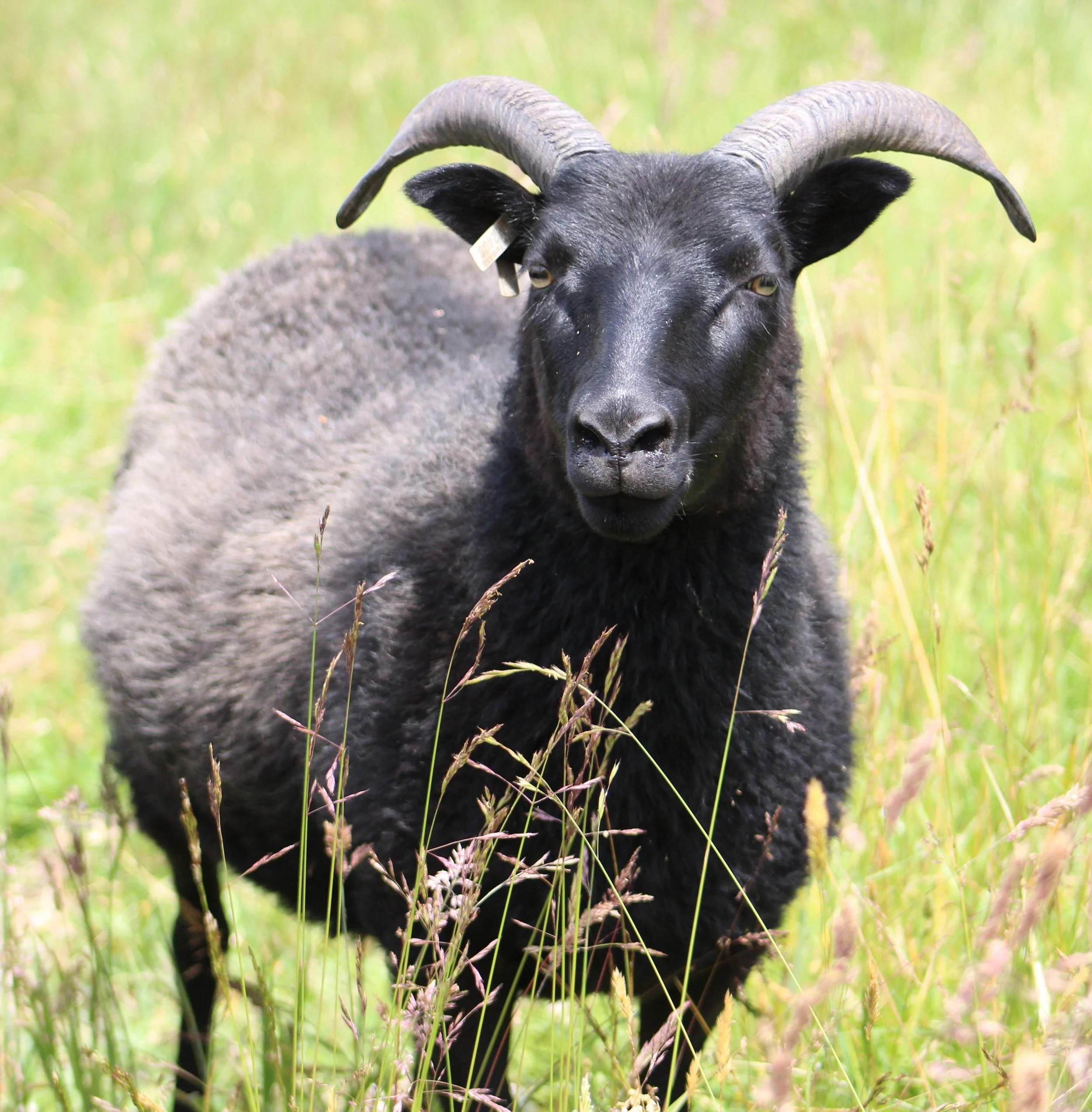 black OWE again .JPG