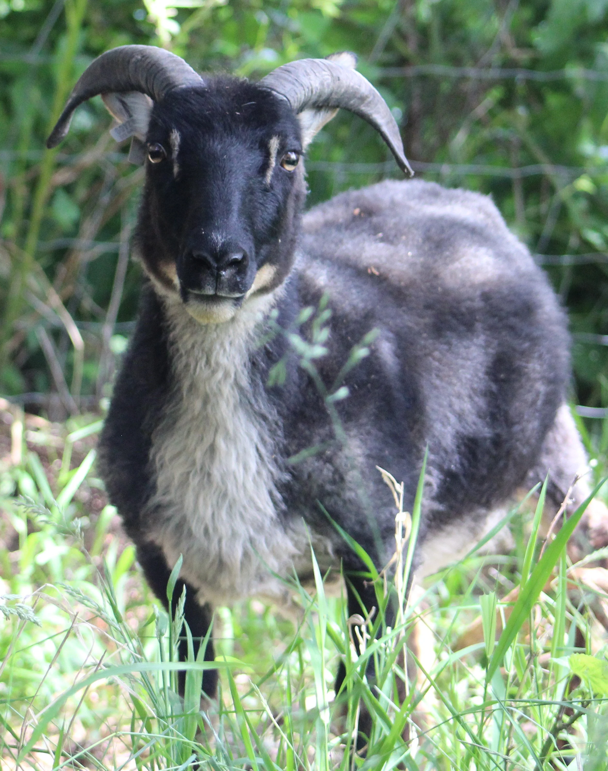 OWE black mouflon.JPG