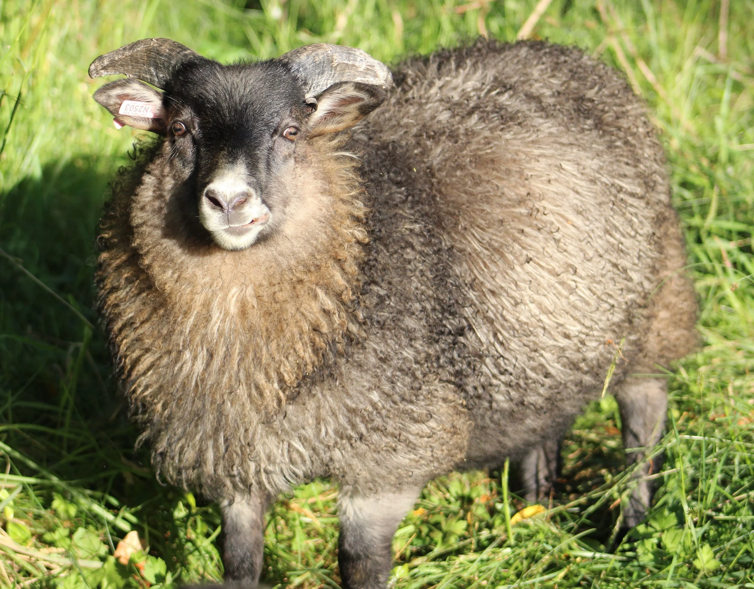 N2503 ram lamb from Hale Akala .JPG