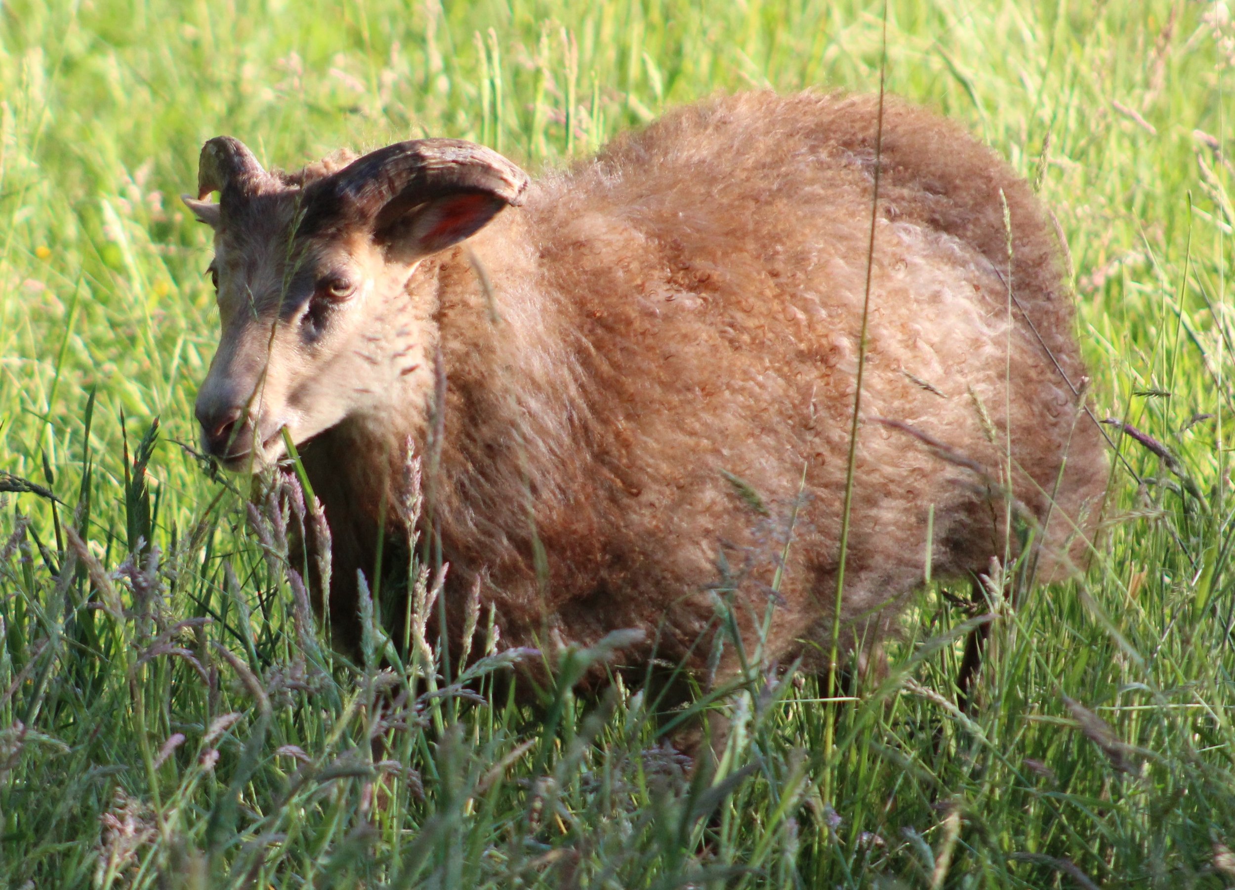 Oomas ram lamb N2501.JPG