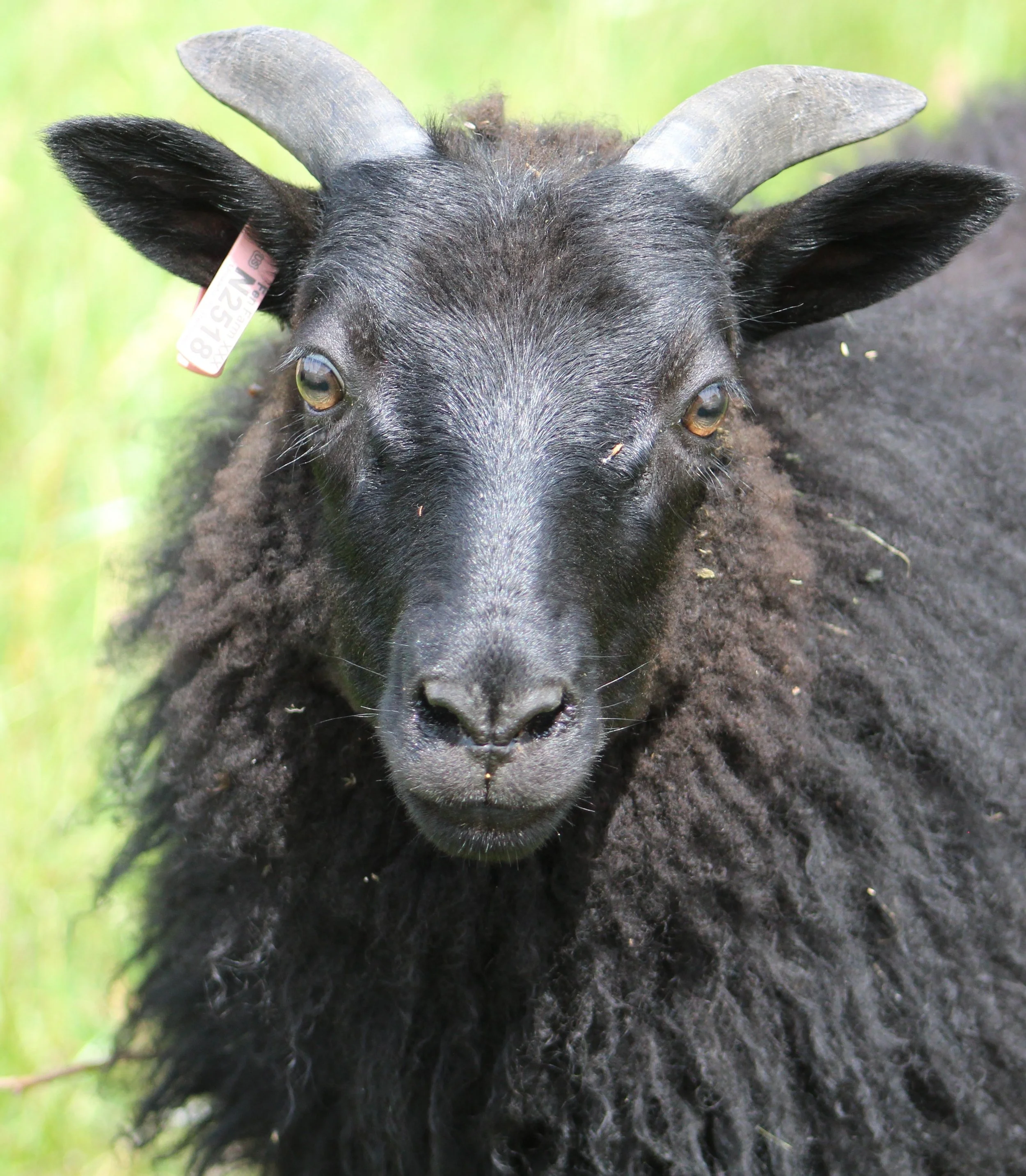 N2518 aamas ewe face shot .JPG