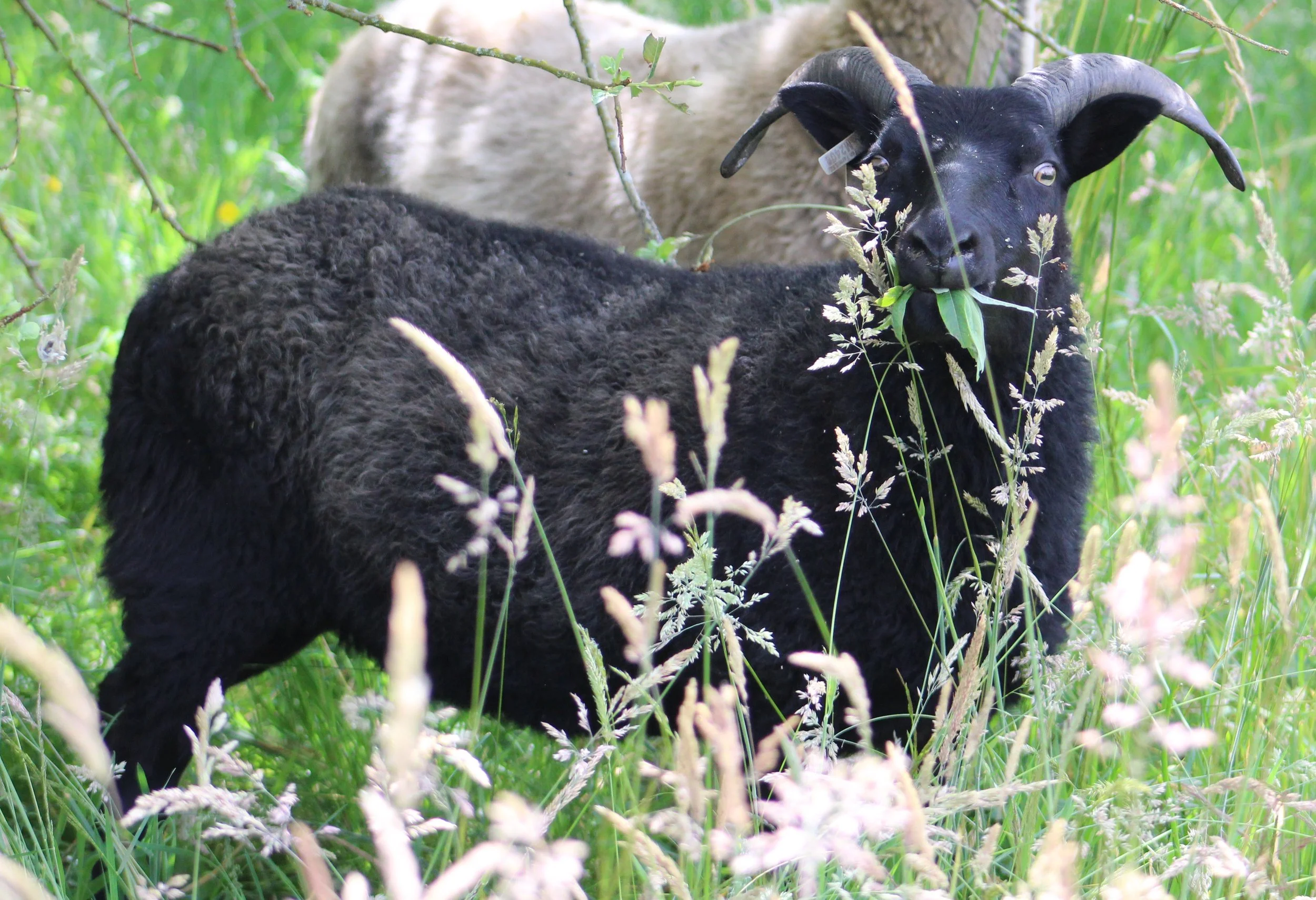 black OWE jungle sheep.JPG