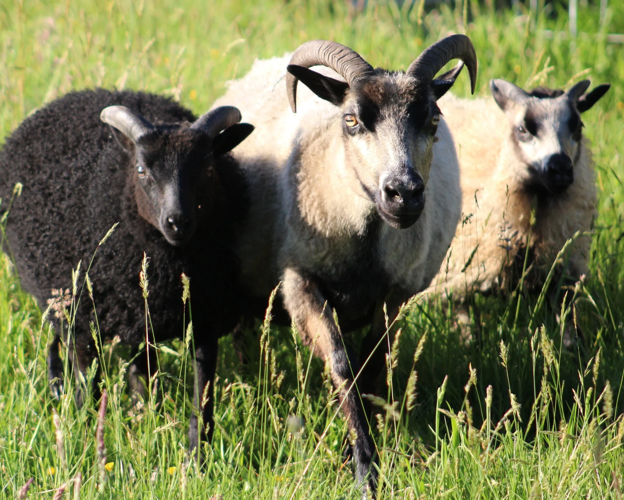 kulshan with lambs .JPG