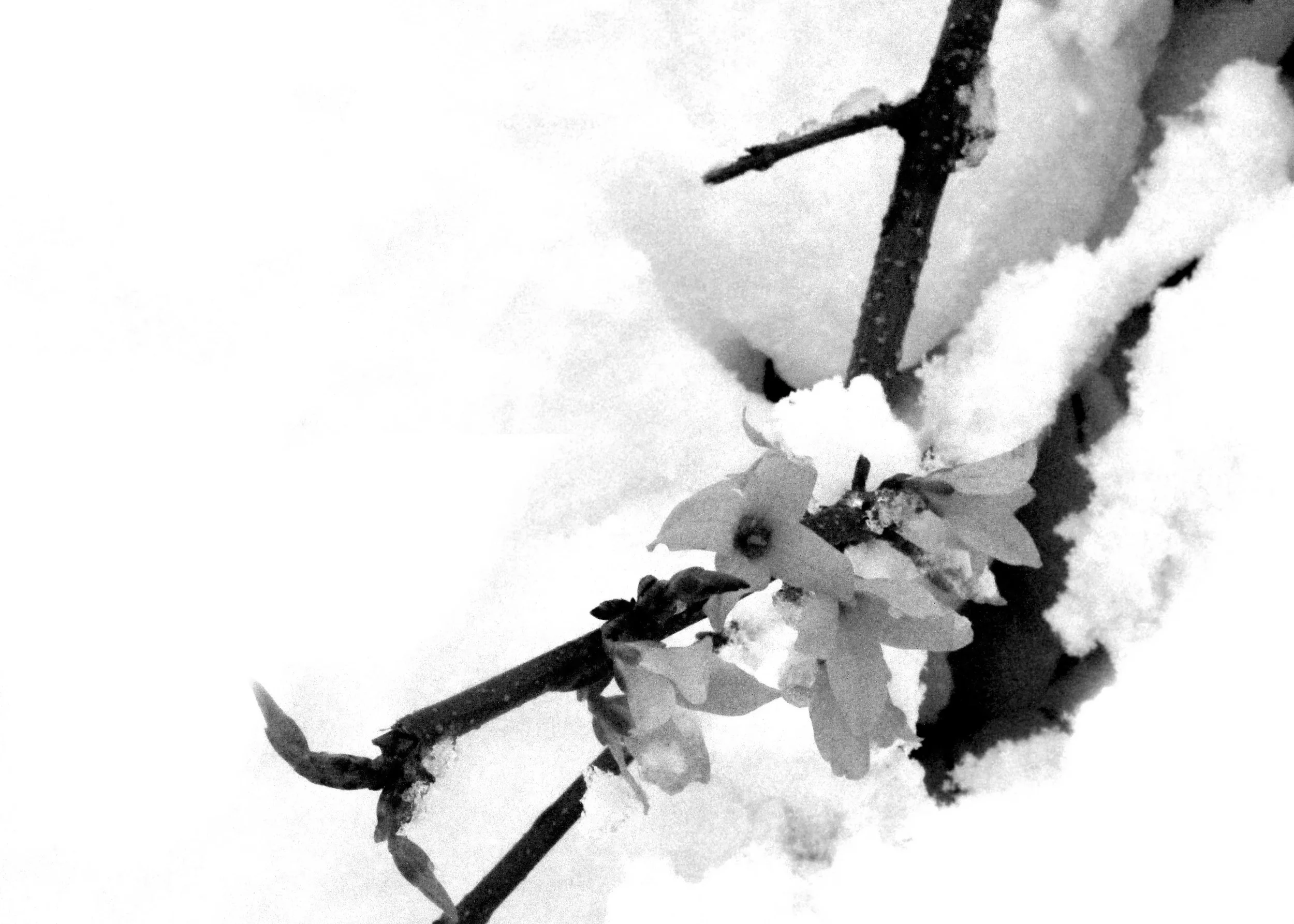 snow blossom.