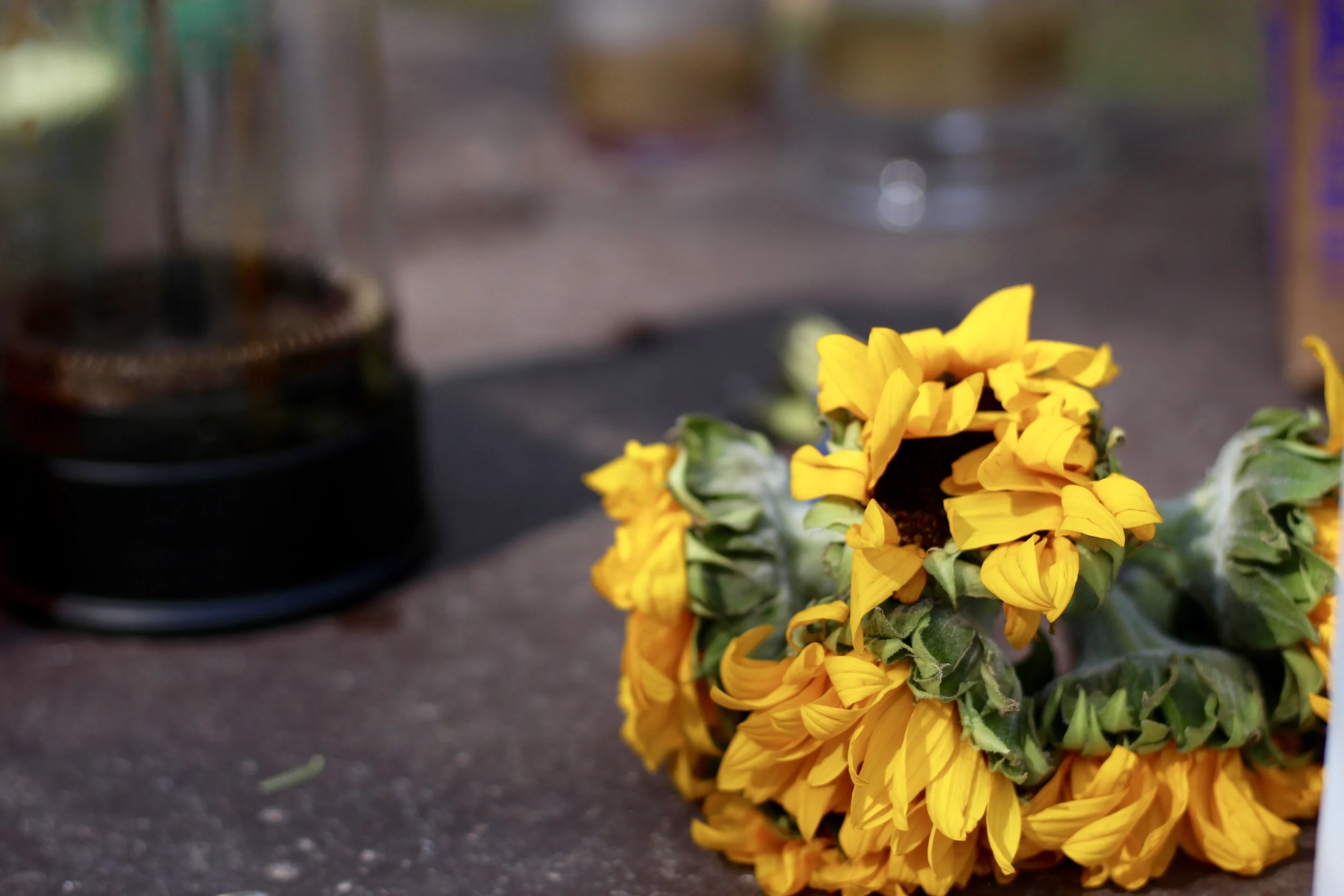 Sunflowers and coffee. Camp Site, Taos, New Mexico