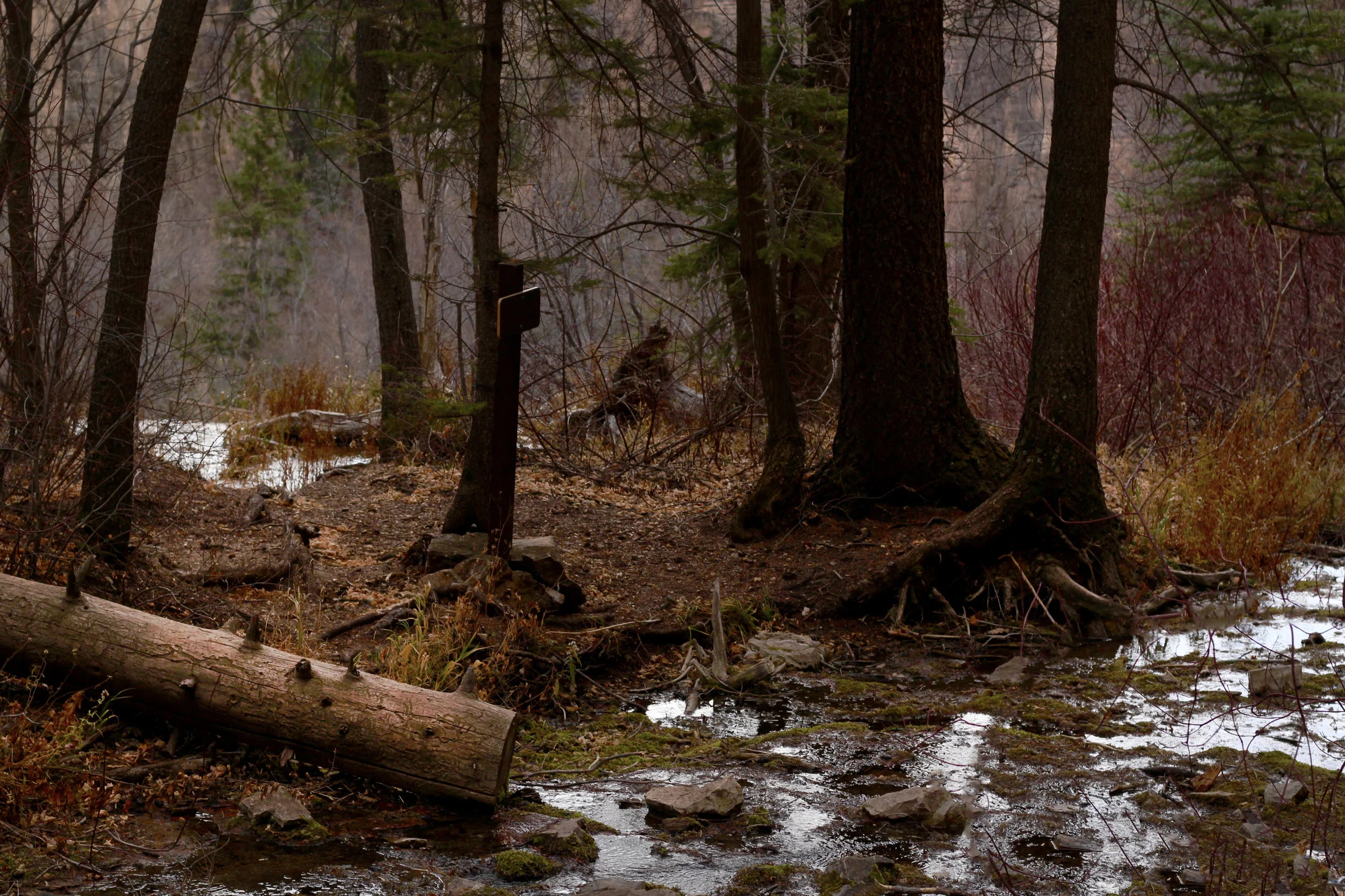 Sunset in the woods. Near Vail, CO.