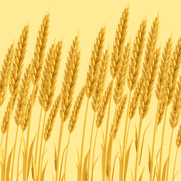1_wheat_B.gif