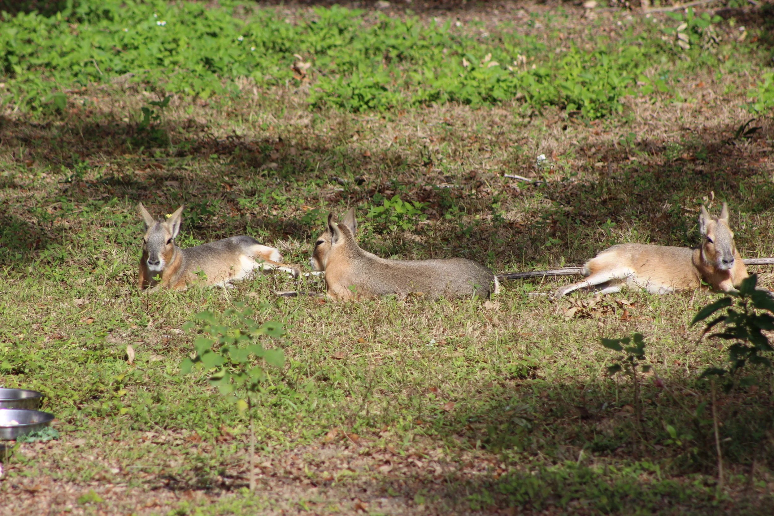 IMG_3559.JPG
