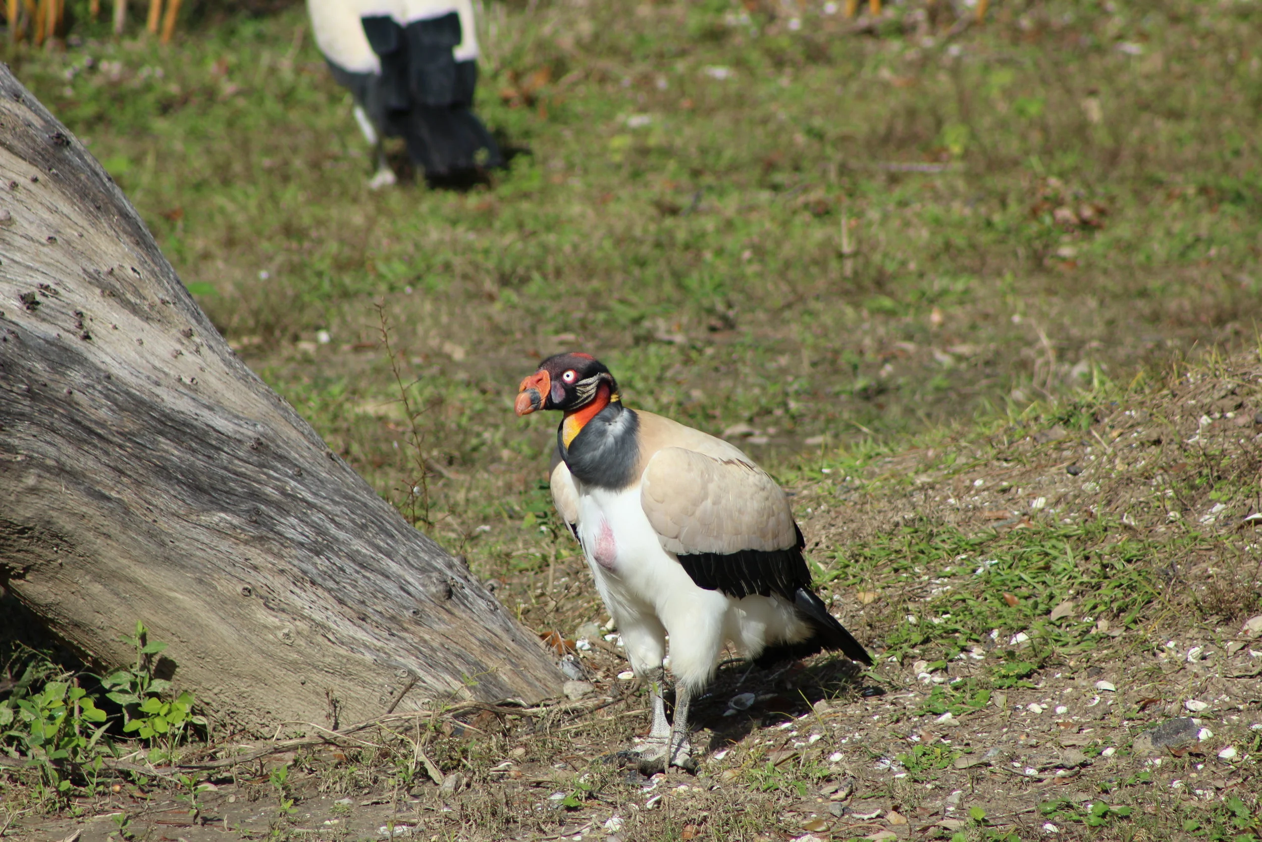 IMG_3561.JPG