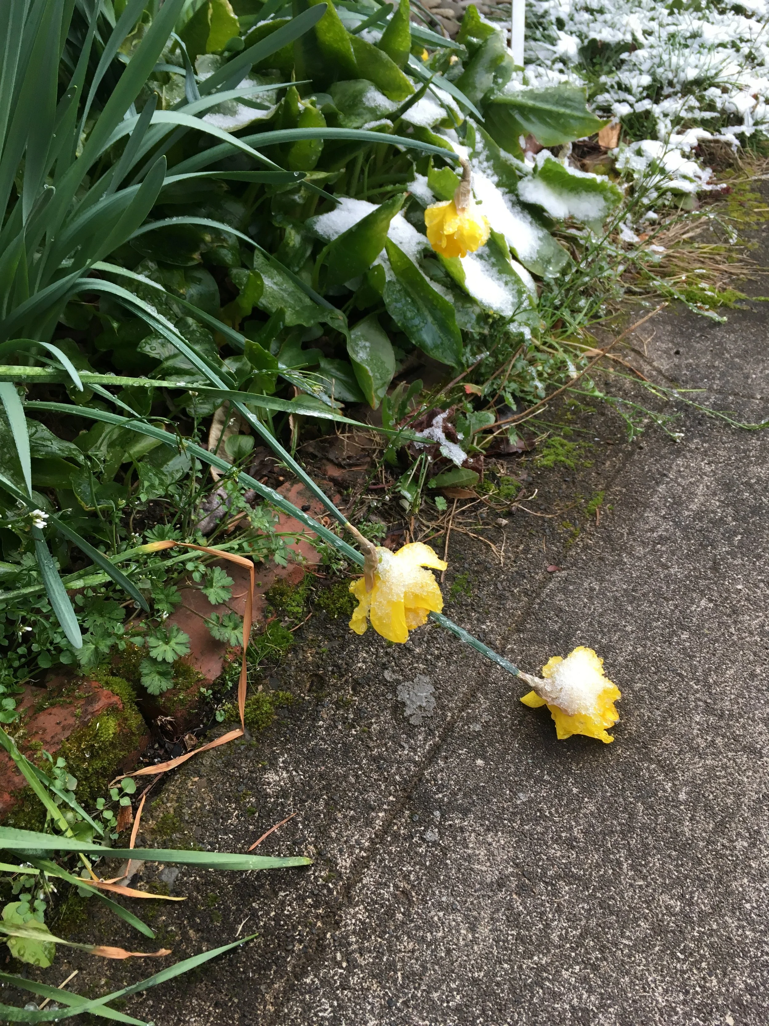 Spring, Snow & Vivaldi