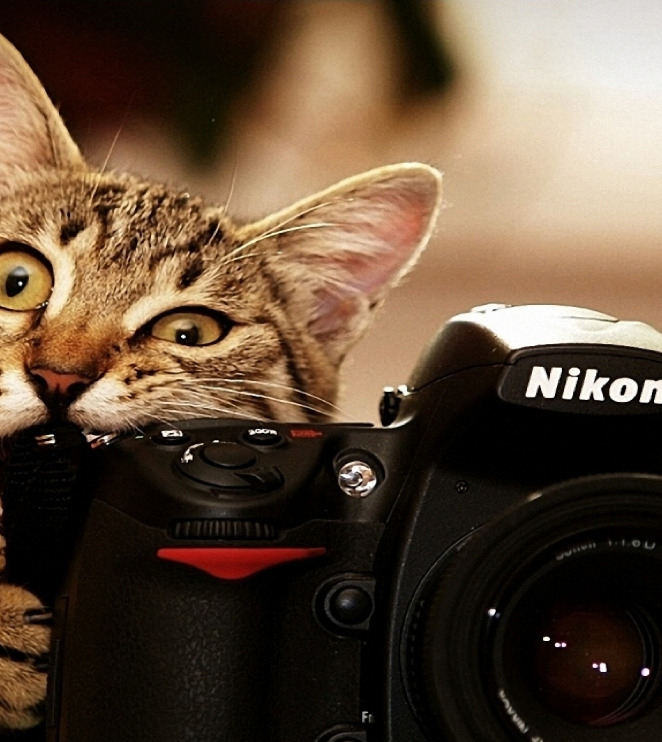 cat.png