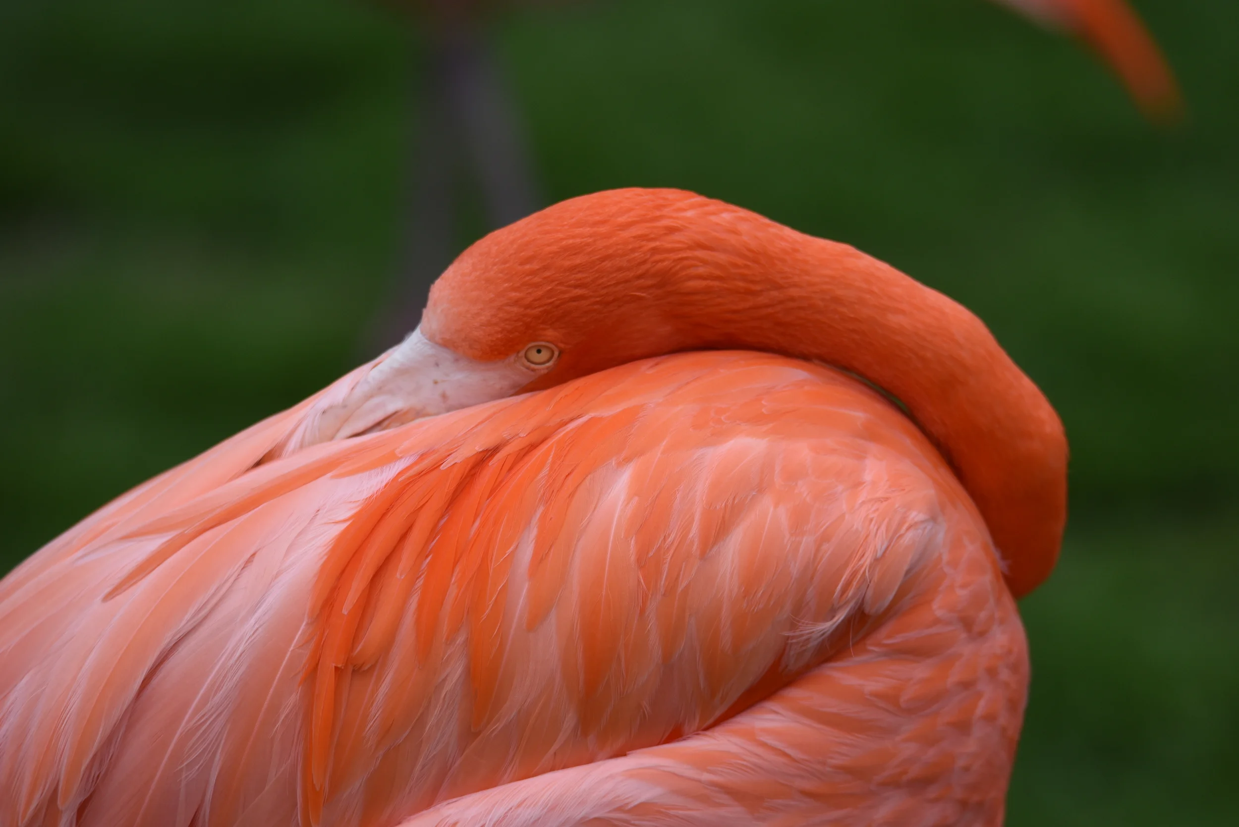 DSC_7602.JPG