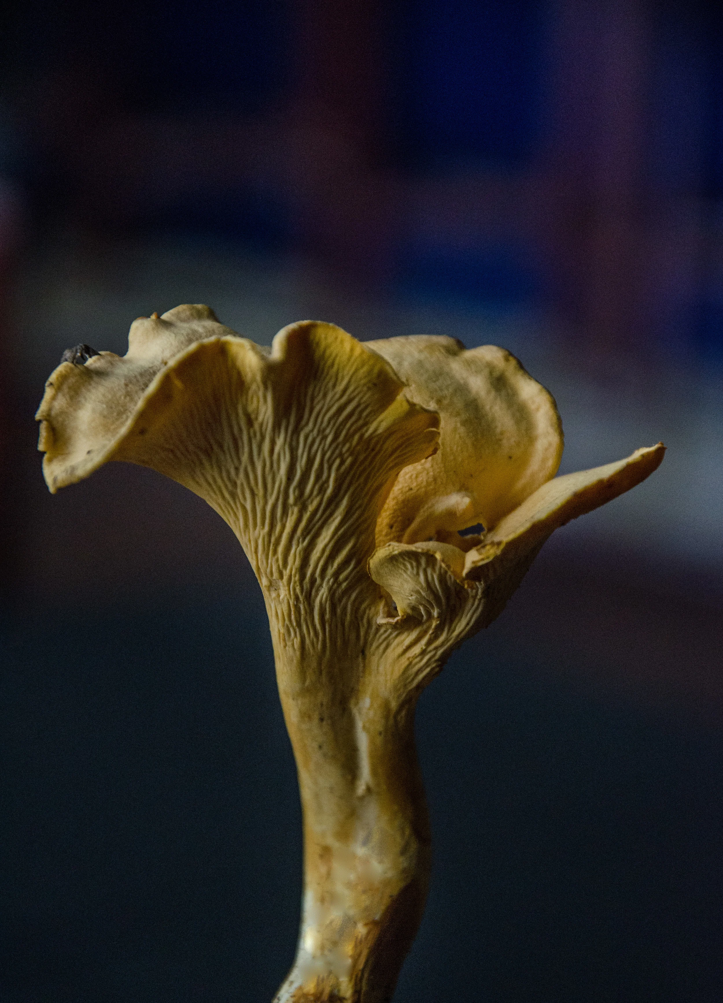 _DSC8547.jpg