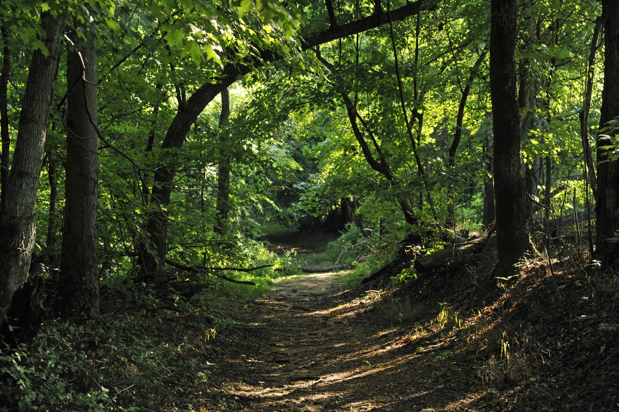 _DSC5636 The Natchez Trace copy.jpg