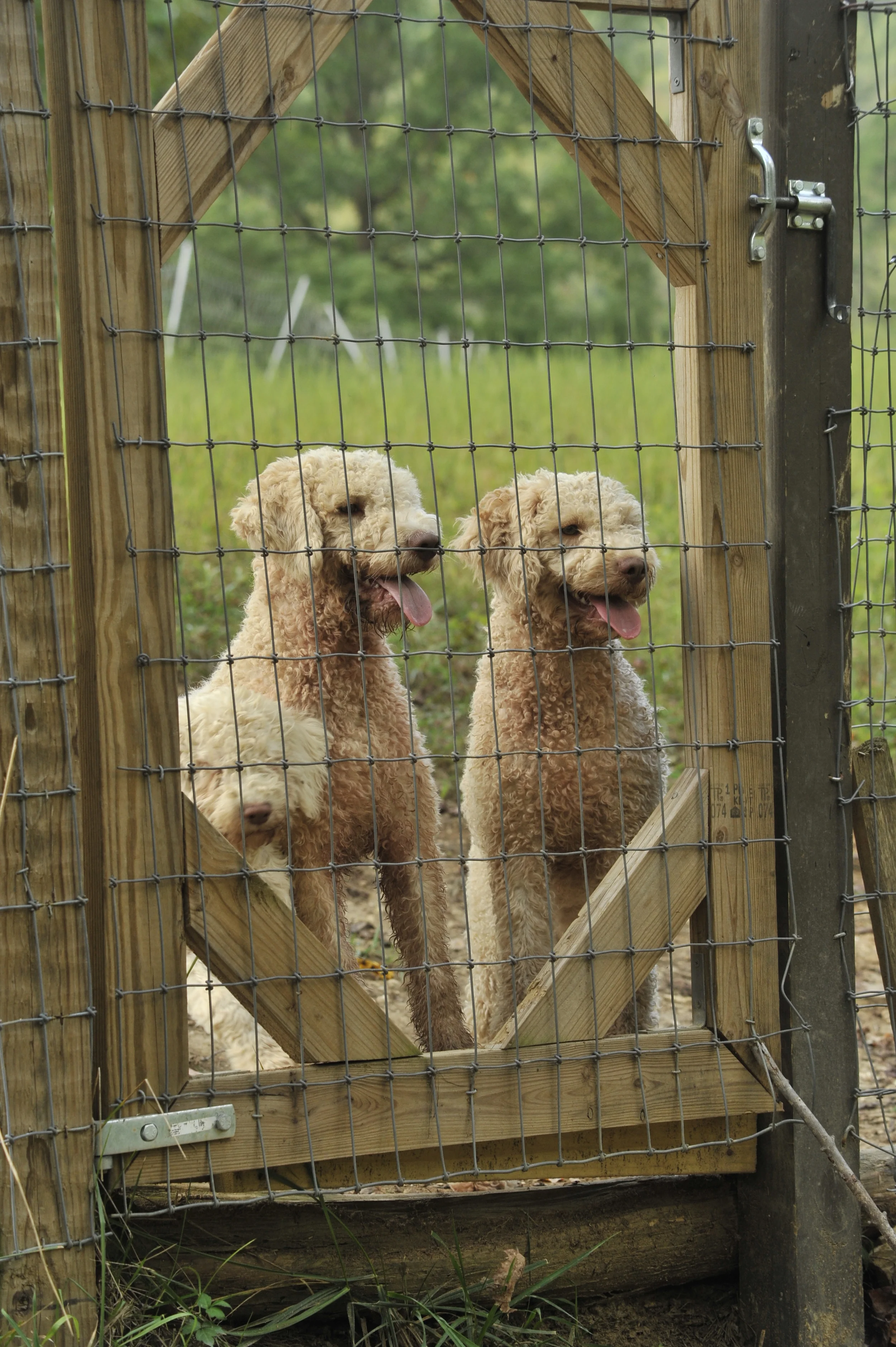 _DSC6597 Truffle dogs.JPG
