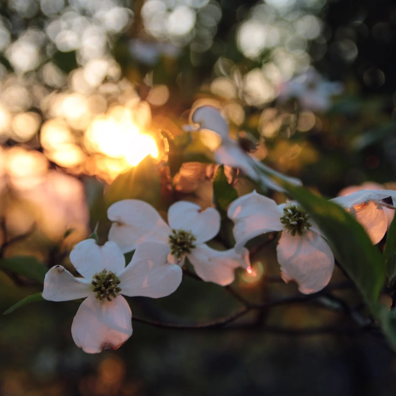 IMG_7015.JPG