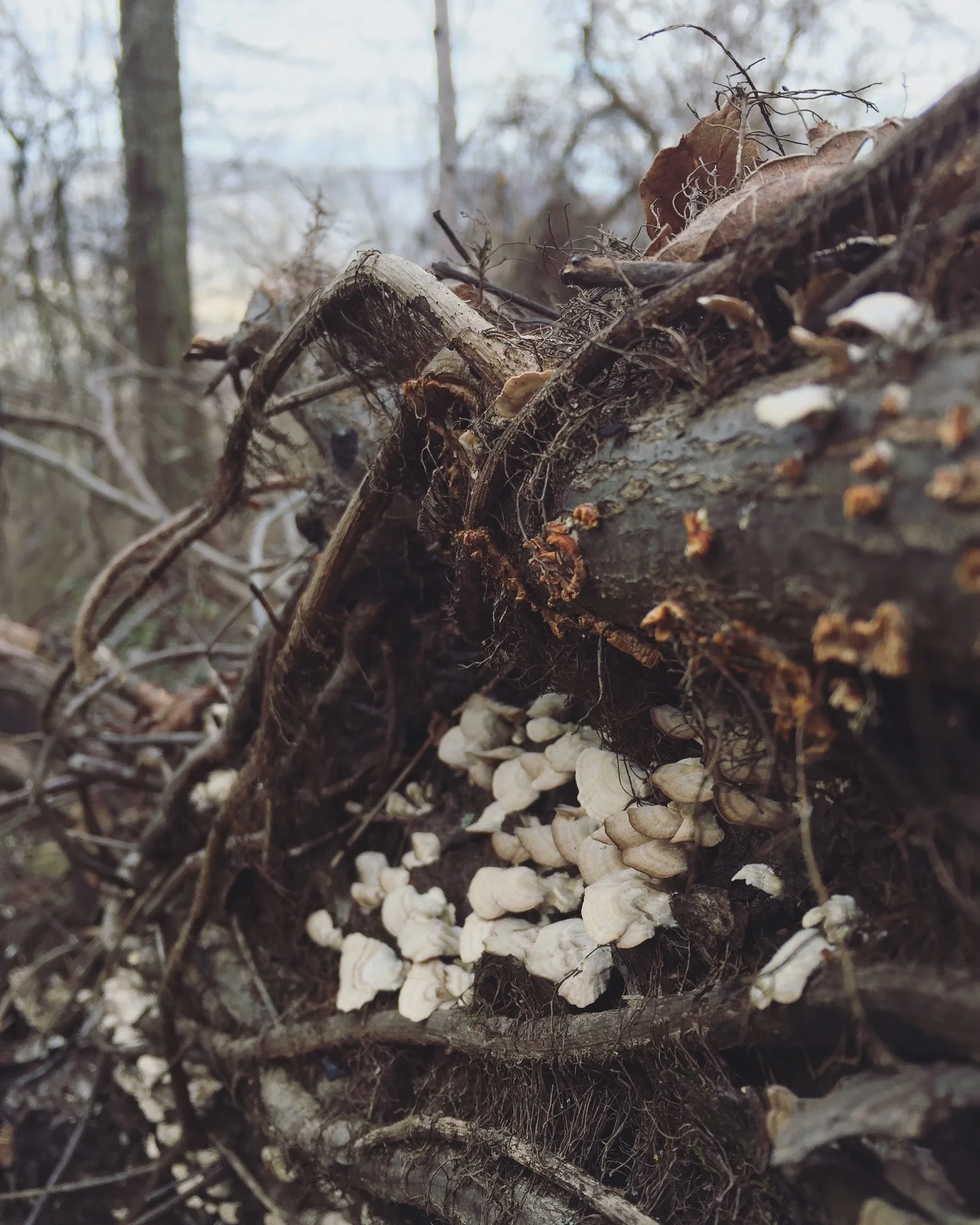 promise of life to come