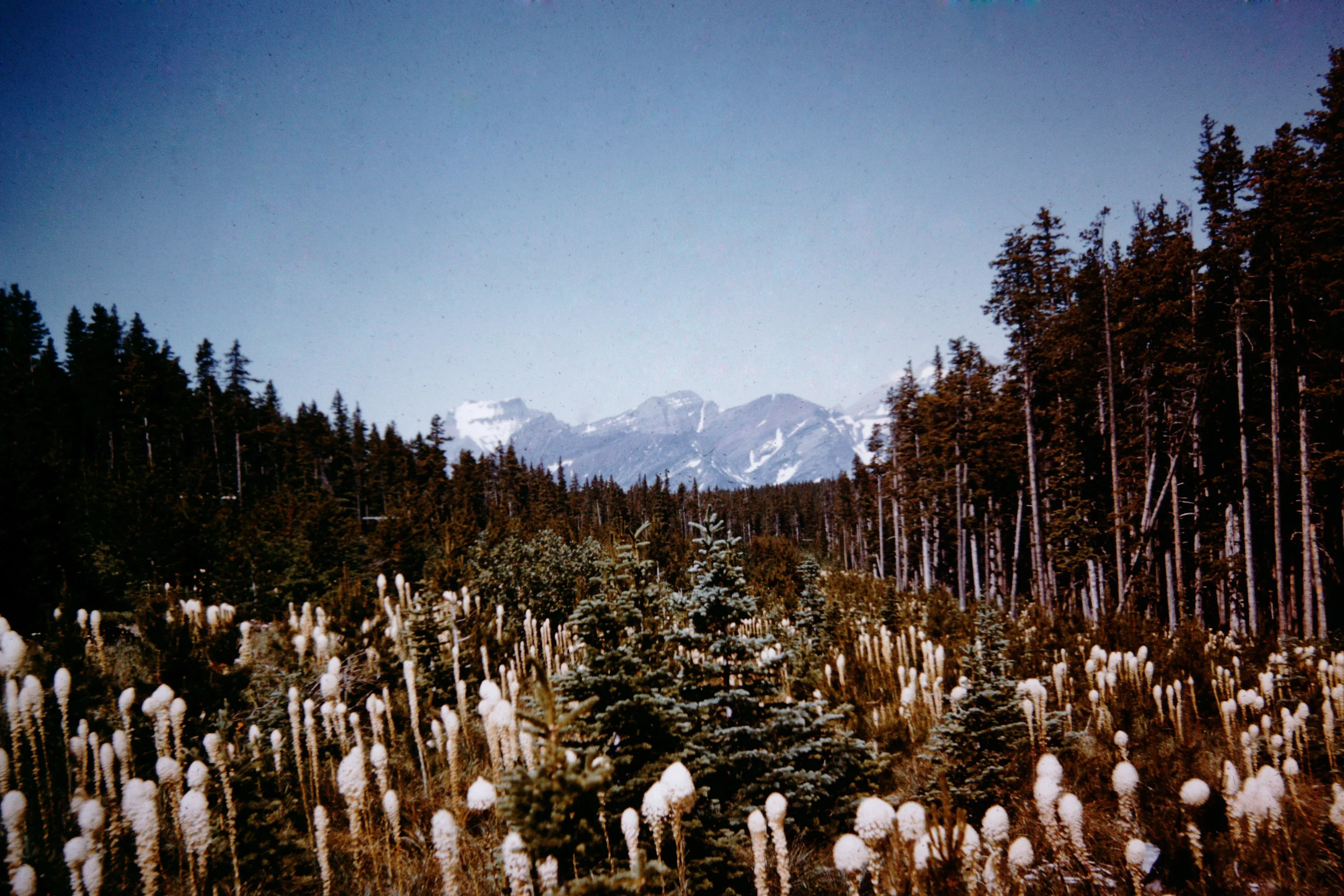 Glacier National Park, Montana, 1954 