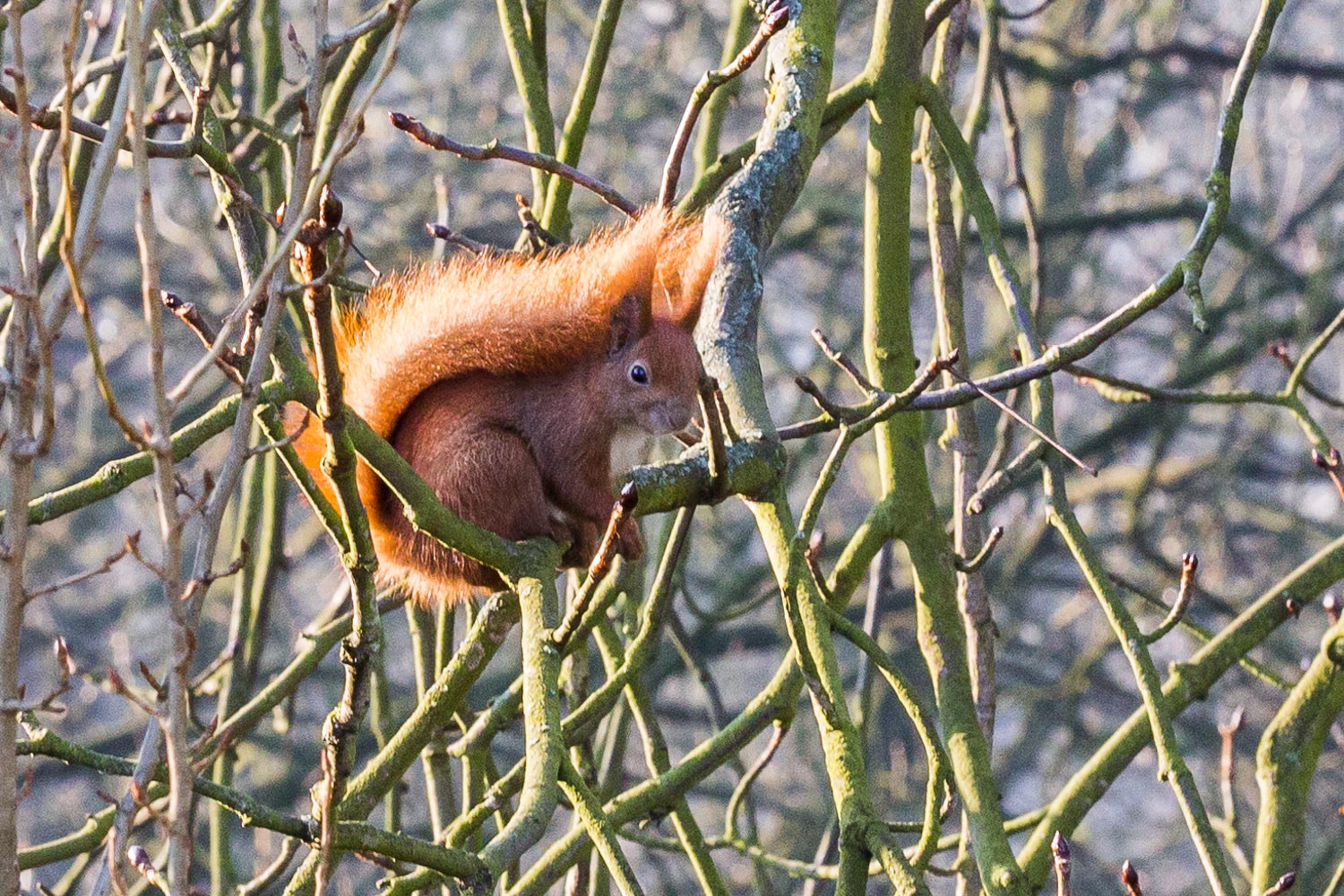 2015-02-15---09-01-21---IMG_2305.jpg