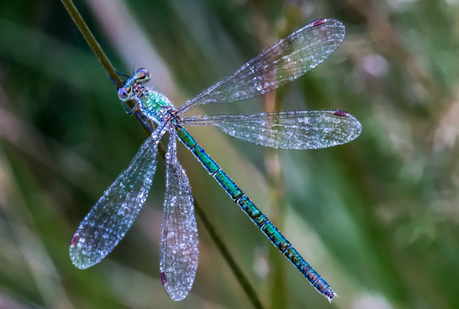 CloseUp-1.jpg