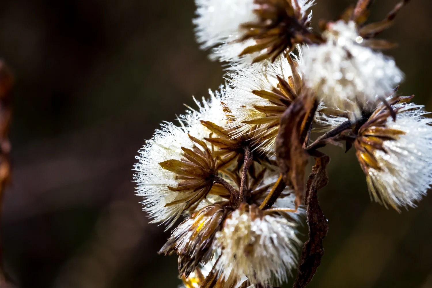 CloseUp-4.jpg