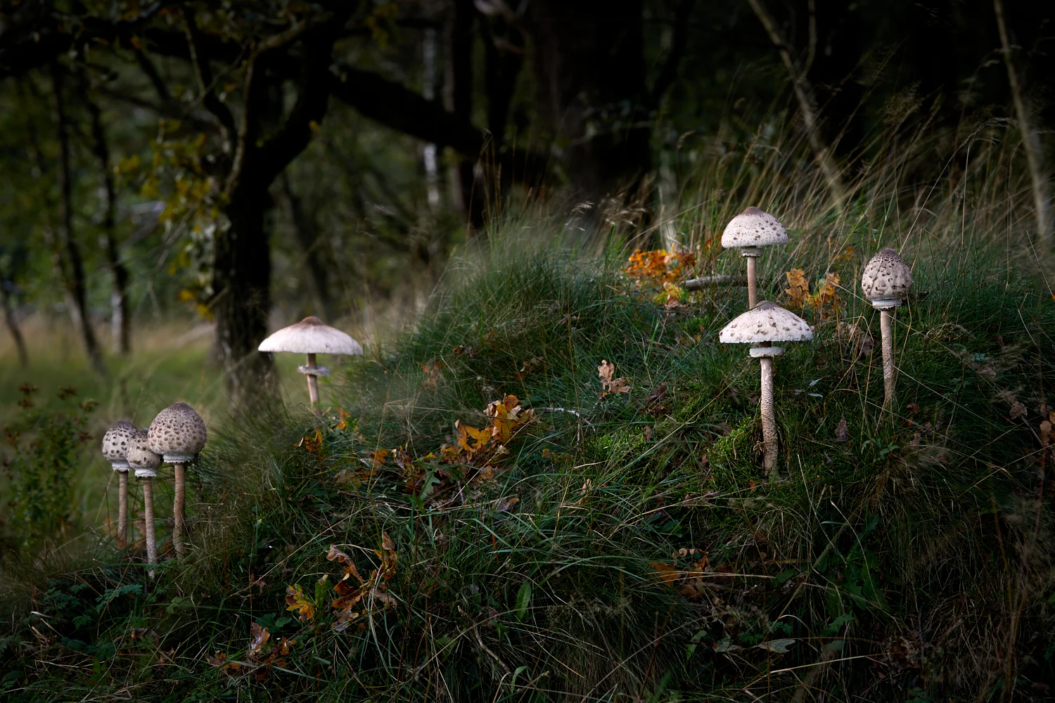 2019-09-28 - 15-57-08 - _B5A7117.jpg