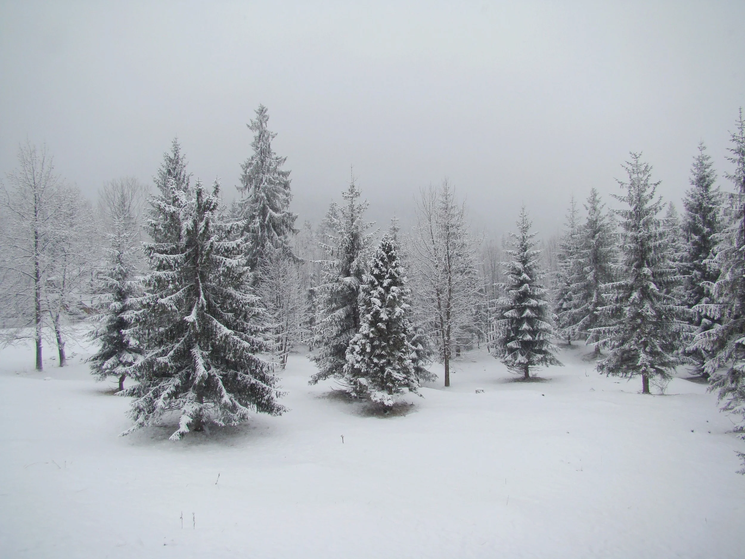 Stock_351__winter_trees_1_by_AlzirrSwanheartStock.jpg