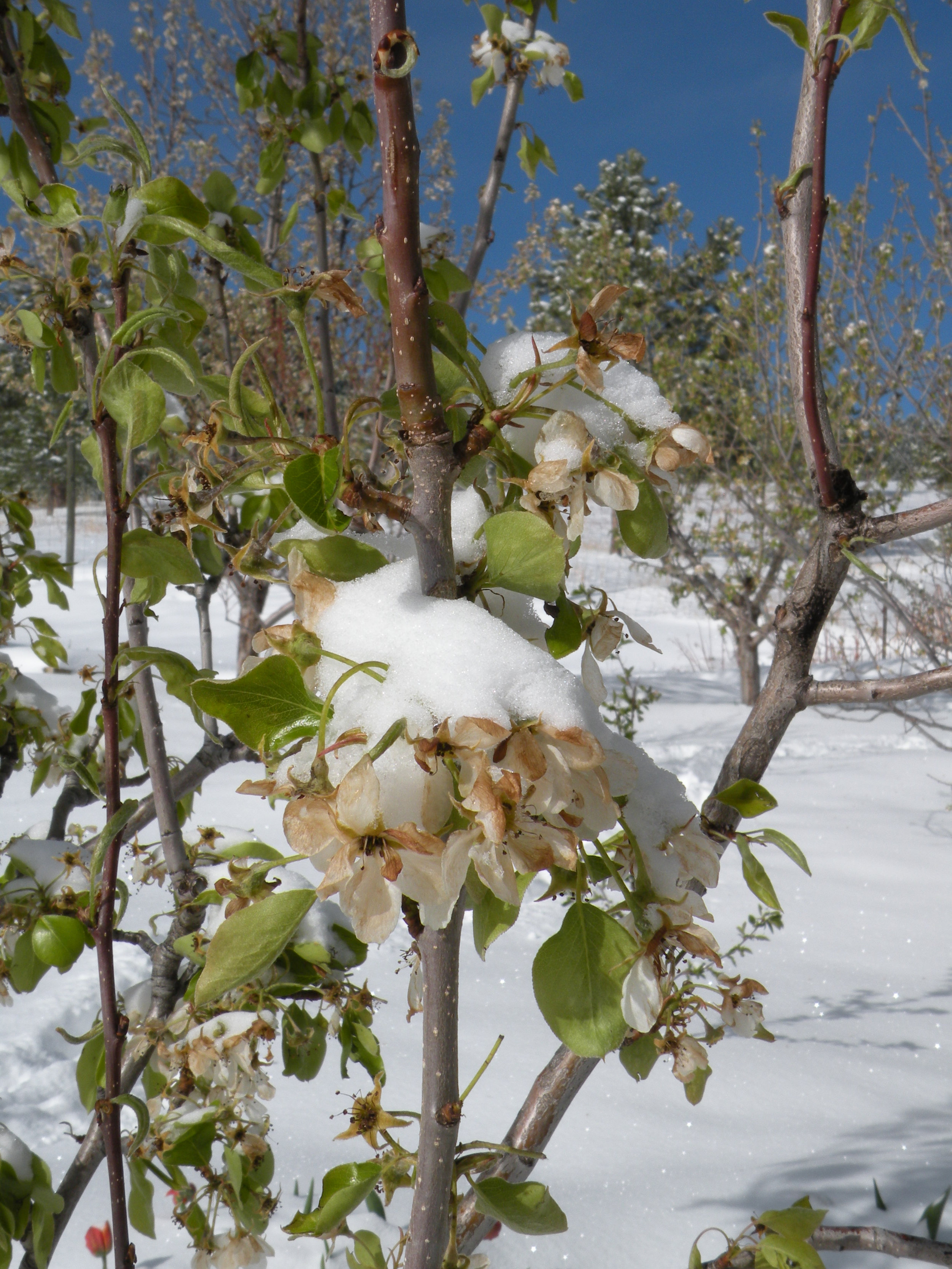 &nbsp;&nbsp;&nbsp;&nbsp;&nbsp; Will we get fruit this year?