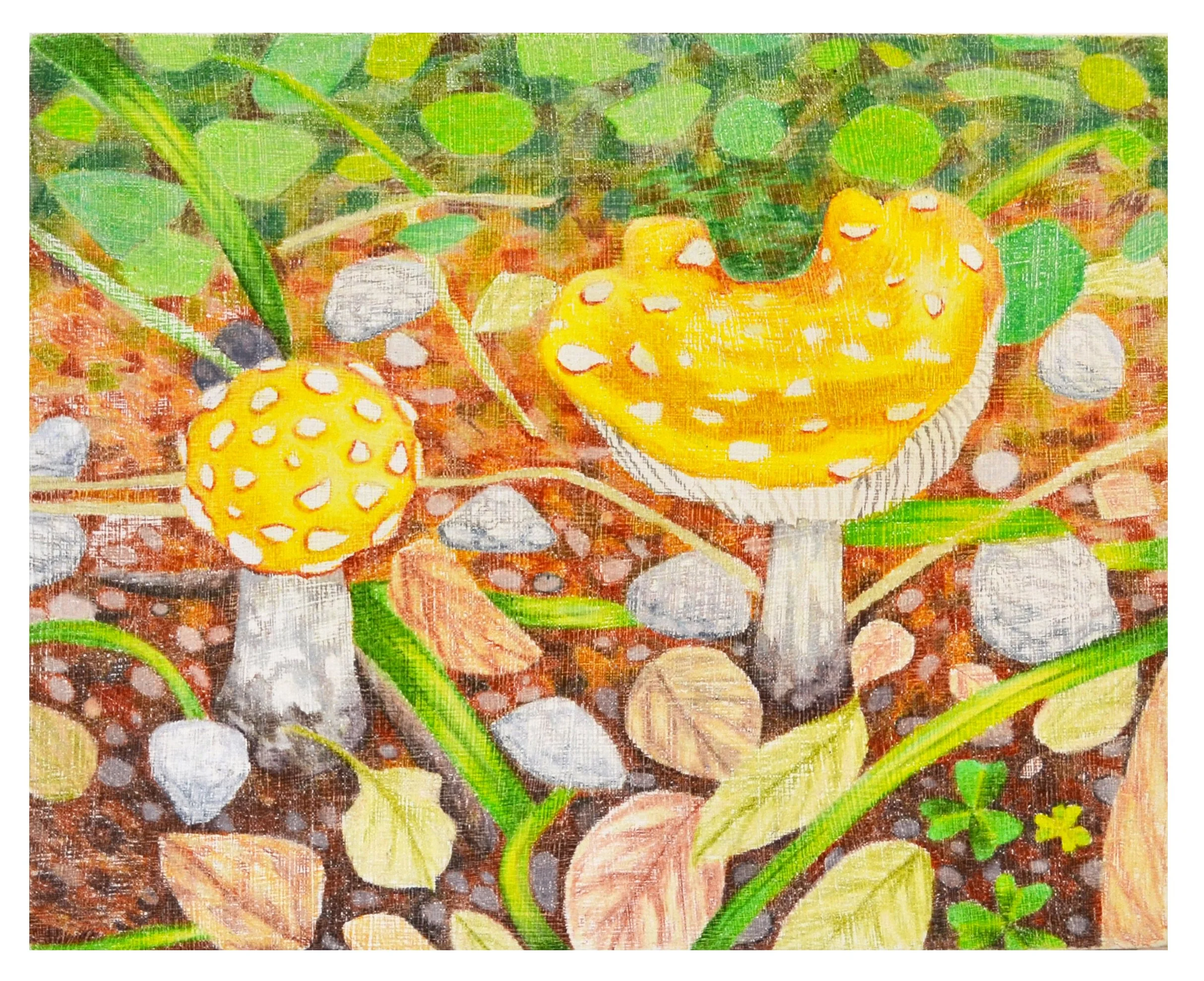 September Yellow Amanita