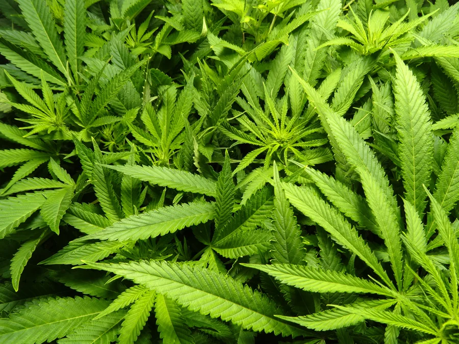 cannabis Flurish.jpg
