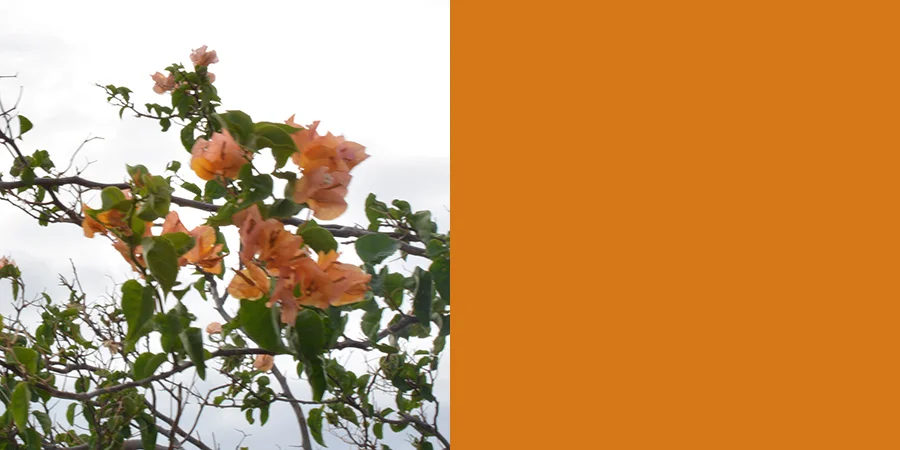 hawaiiflowerORANGE.jpg