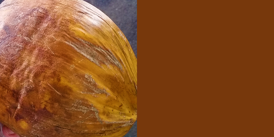 marketcoconutBROWN.jpg