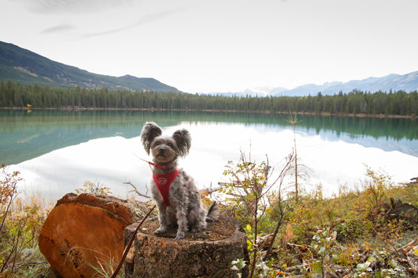 Our dog Momiji