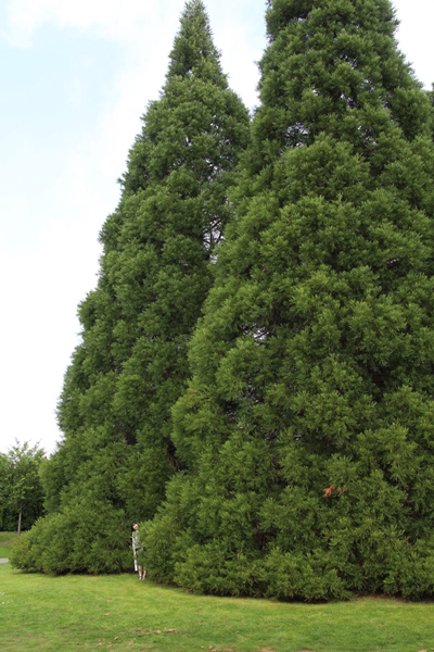 VanDusen Botanical Garden