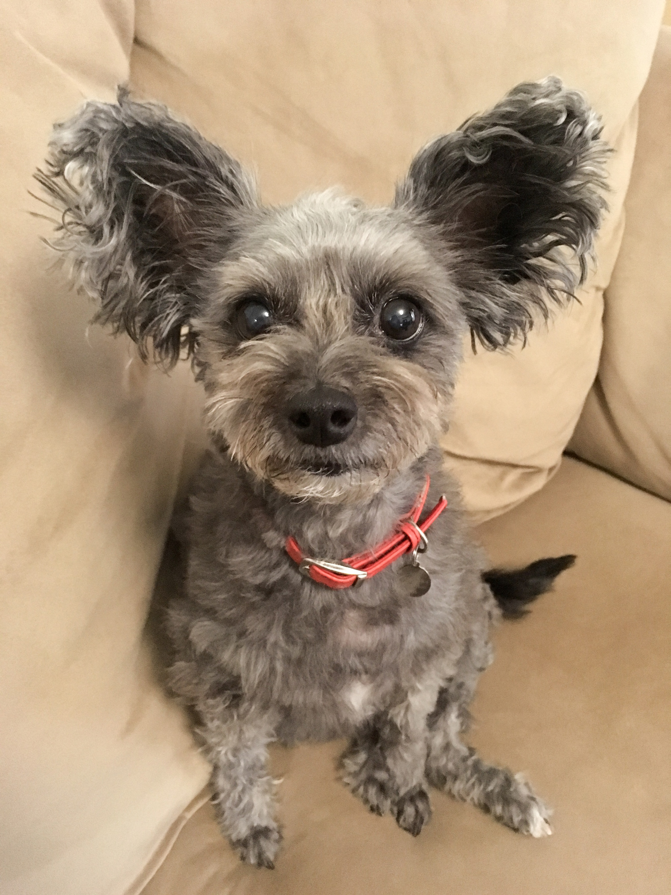 Freshly groomed Momiji says "have a great weekend everyone!"