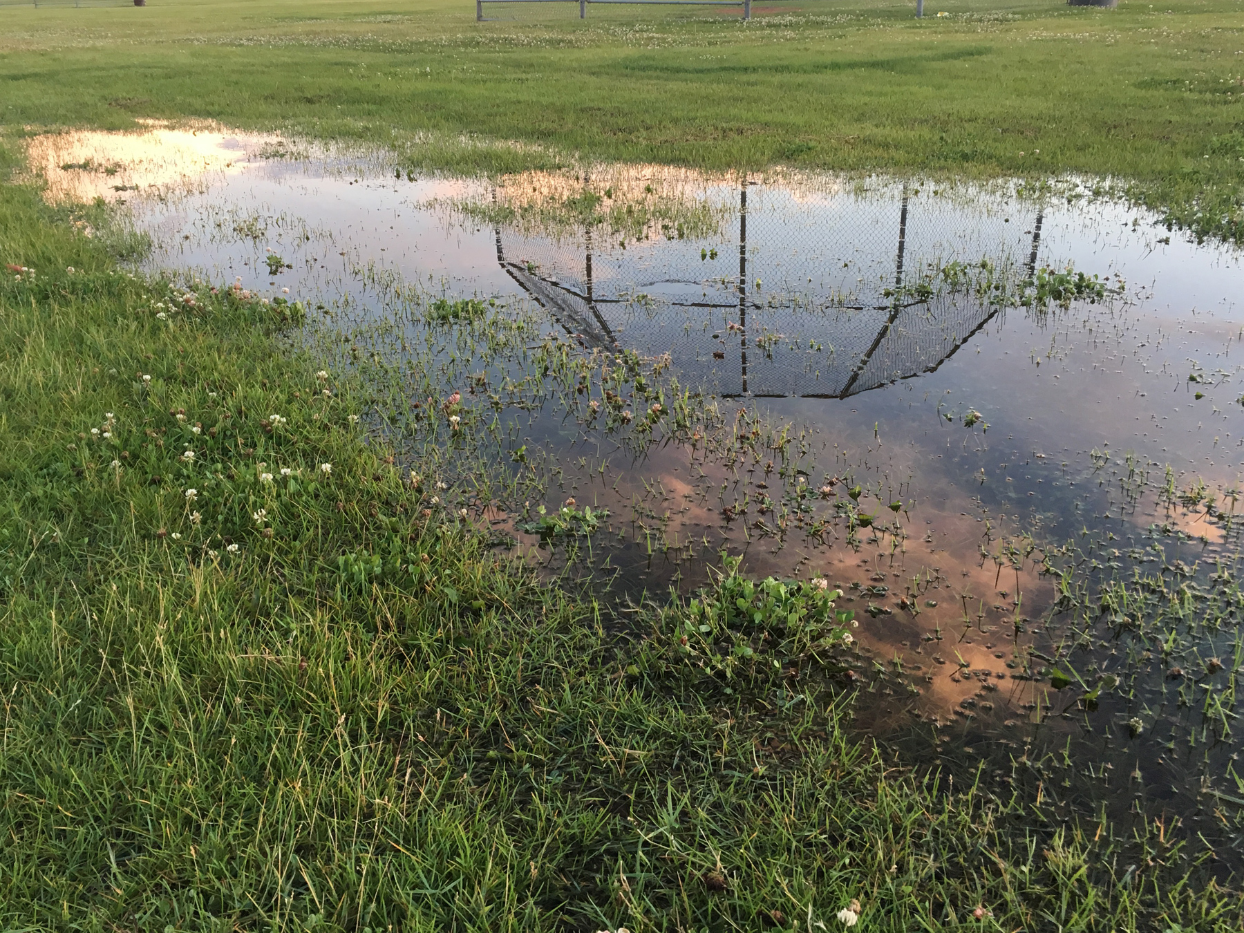 Puddles were even dreamy too.